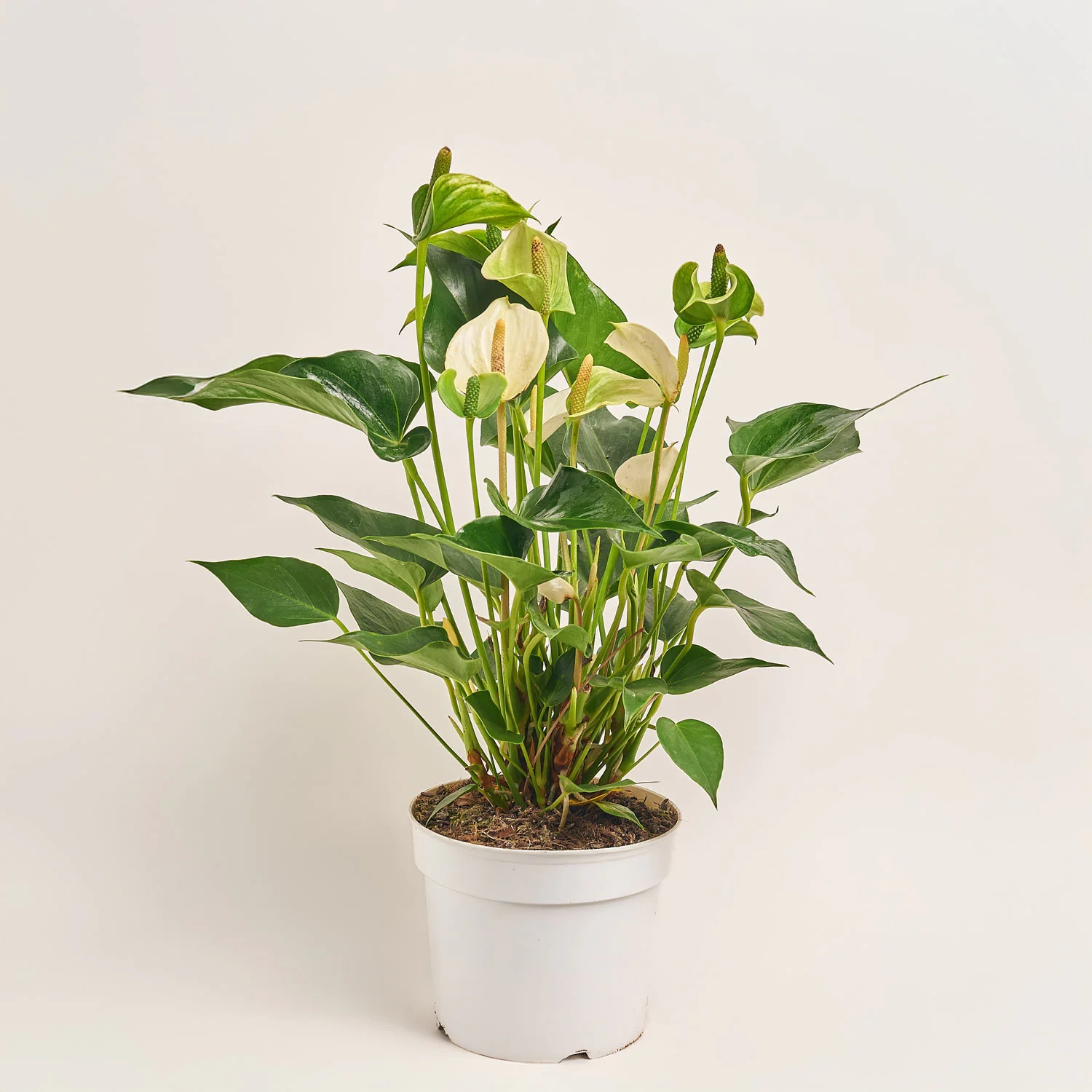 Зображення товару Антуріум Вайт Чемпіон, артикул: 2177