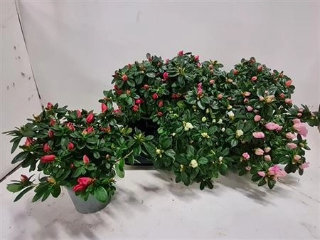 Азалія мікс, артикул: 34295 Зображення товару Азалія мікс, артикул: 34295