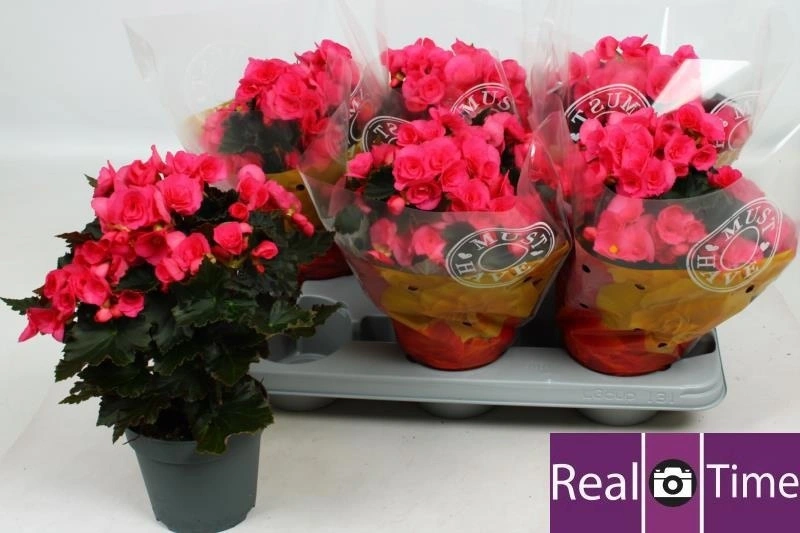 Зображення товару Бегонія Адонія Пінк, артикул: 56678