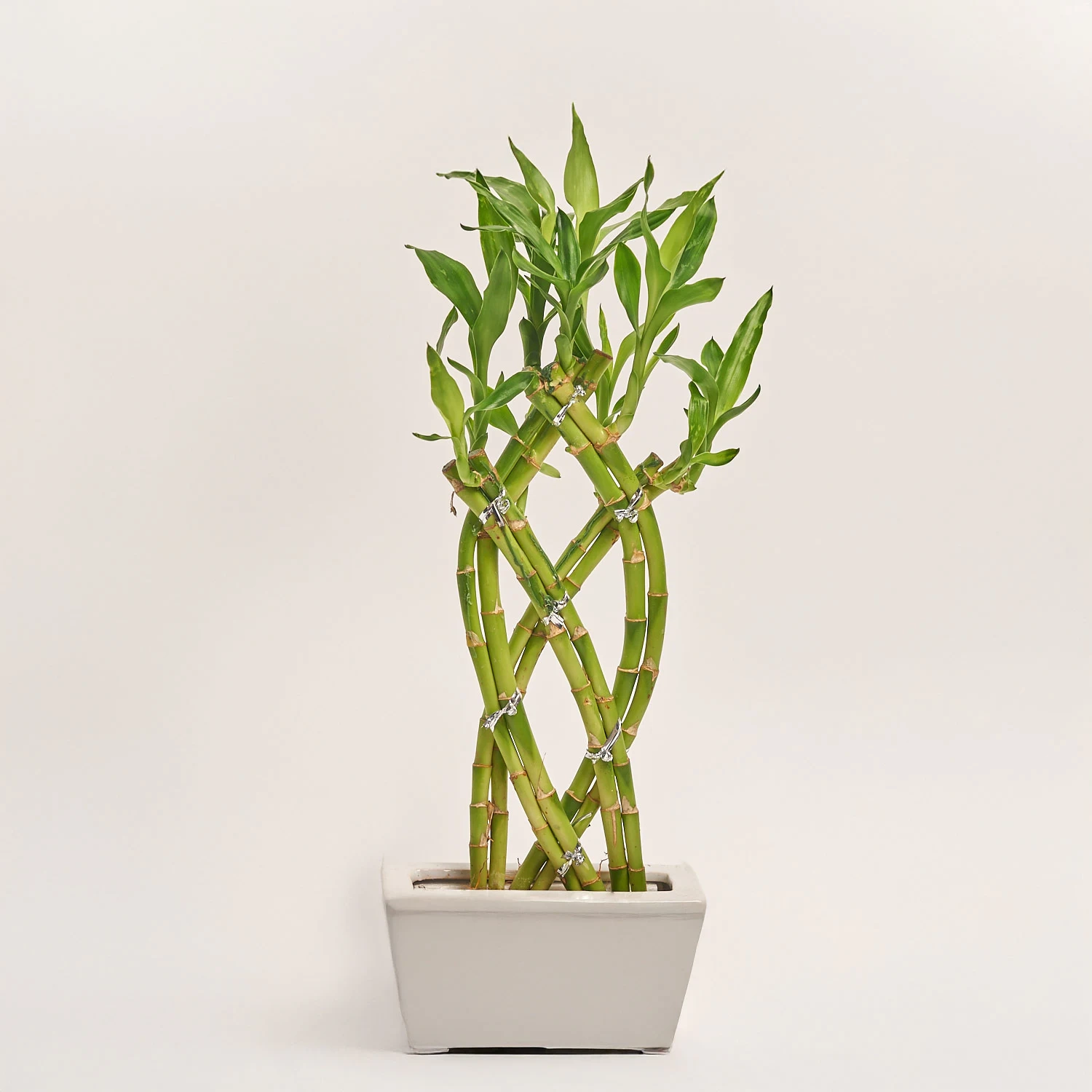 Зображення товару Бамбук Лакі в кераміці плетений, артикул: 31567