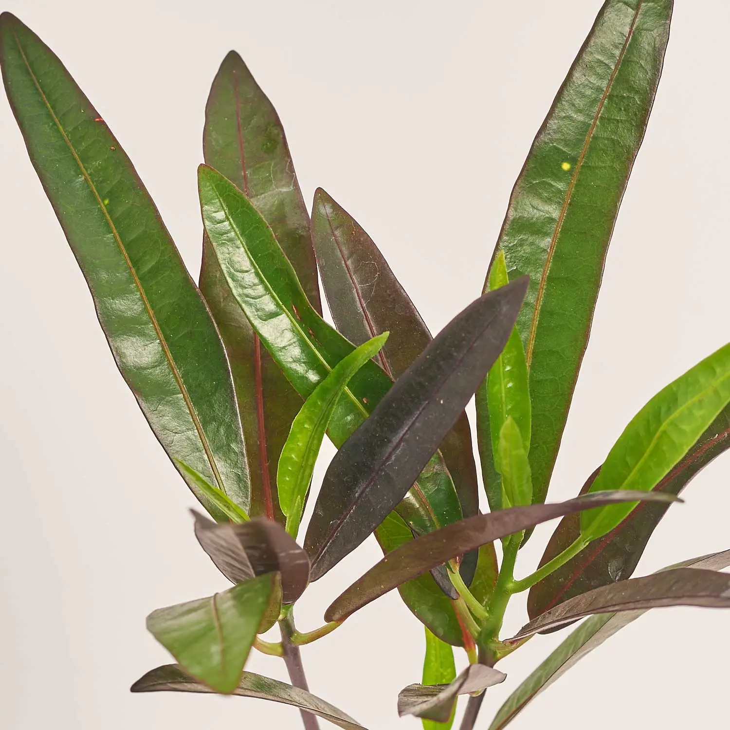 Кодіум Мікс, артикул: 52078 Зображення товару Кодіум Мікс, артикул: 52078