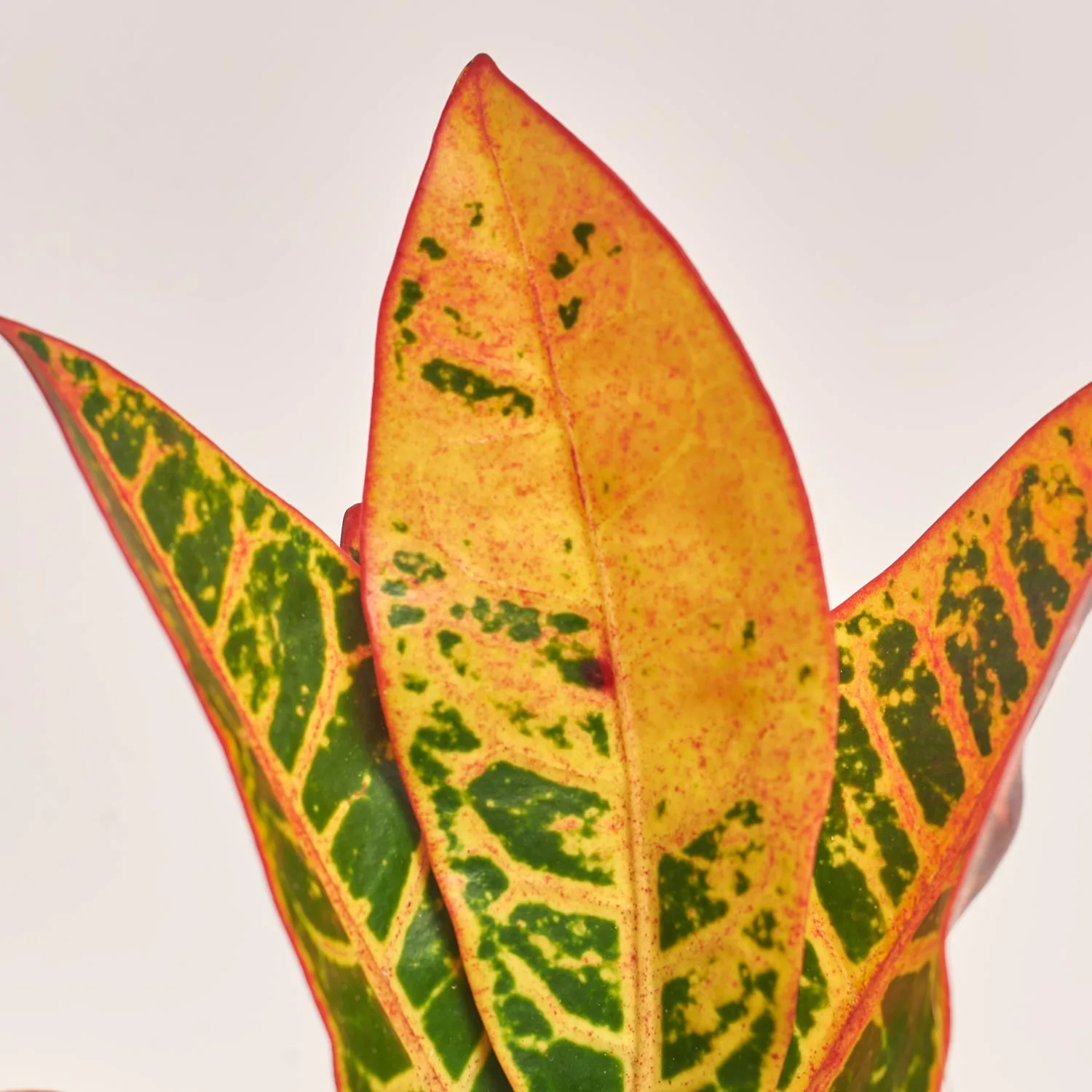 Кротон Петра, артикул: 51788 Зображення товару Кротон Петра, артикул: 51788