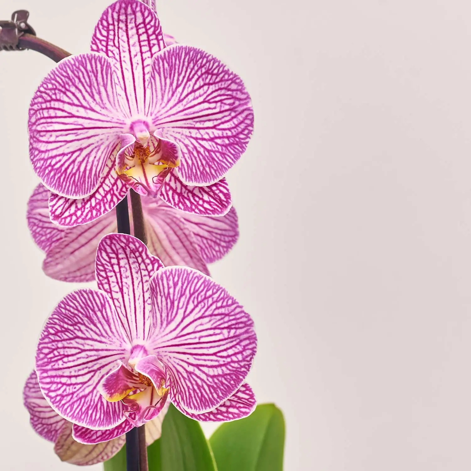 Зображення товару Фаленопсис каскад 1ст. мікс, артикул: 19689