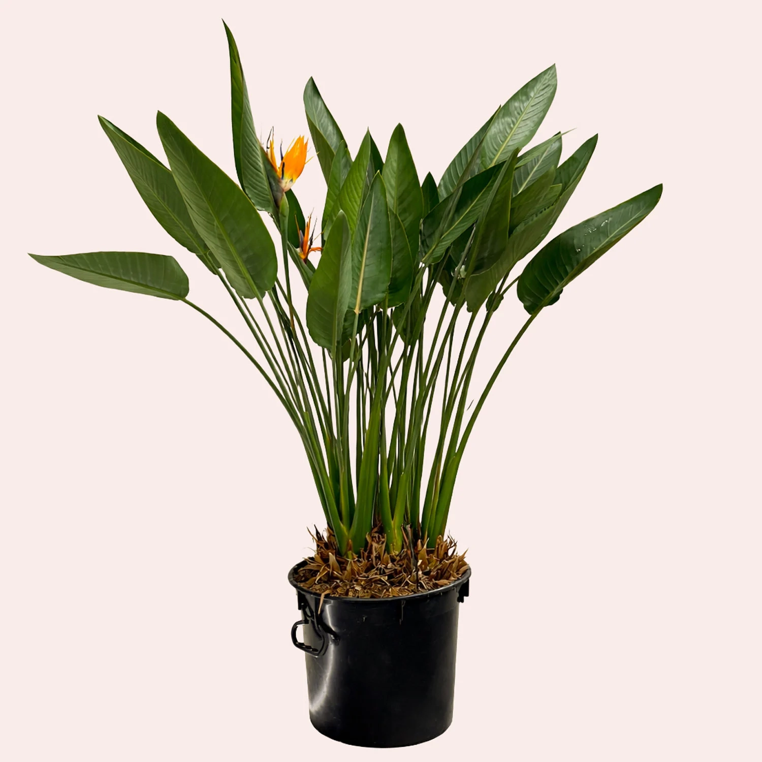 Зображення товару Стреліція Регіна, артикул: 53605