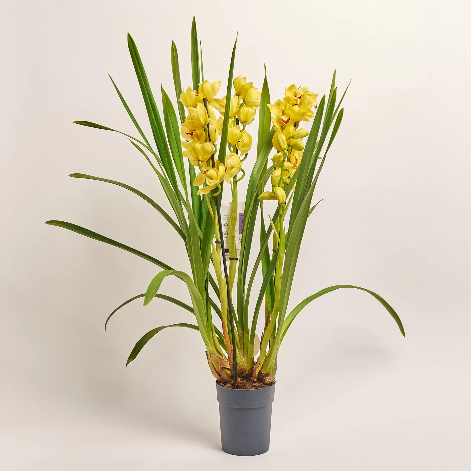 Цимбідіум мікс 4ст., артикул: 31271 Зображення товару Цимбідіум мікс 4ст., артикул: 31271