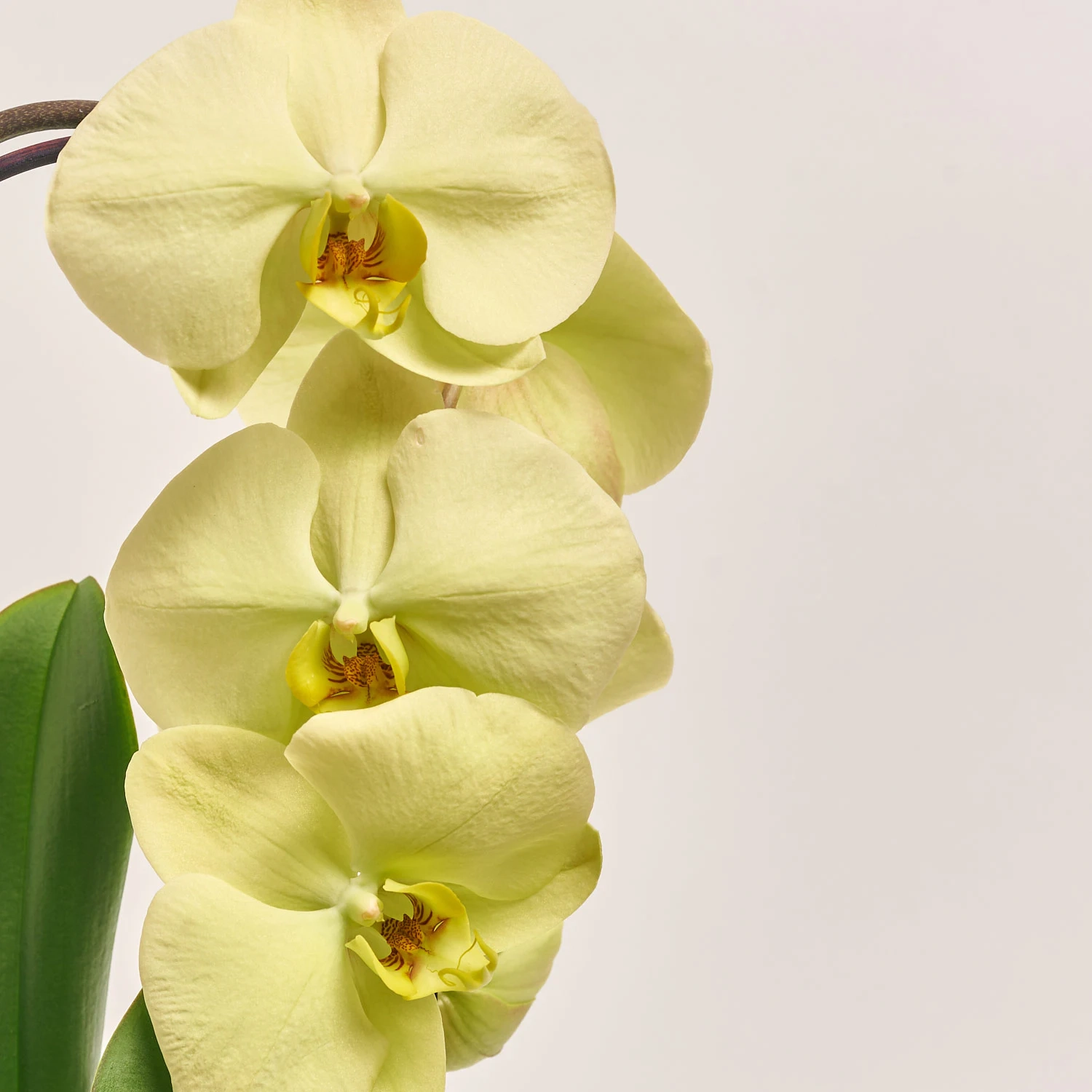 Зображення товару Фаленопсис каскад 1ст. мікс, артикул: 19689