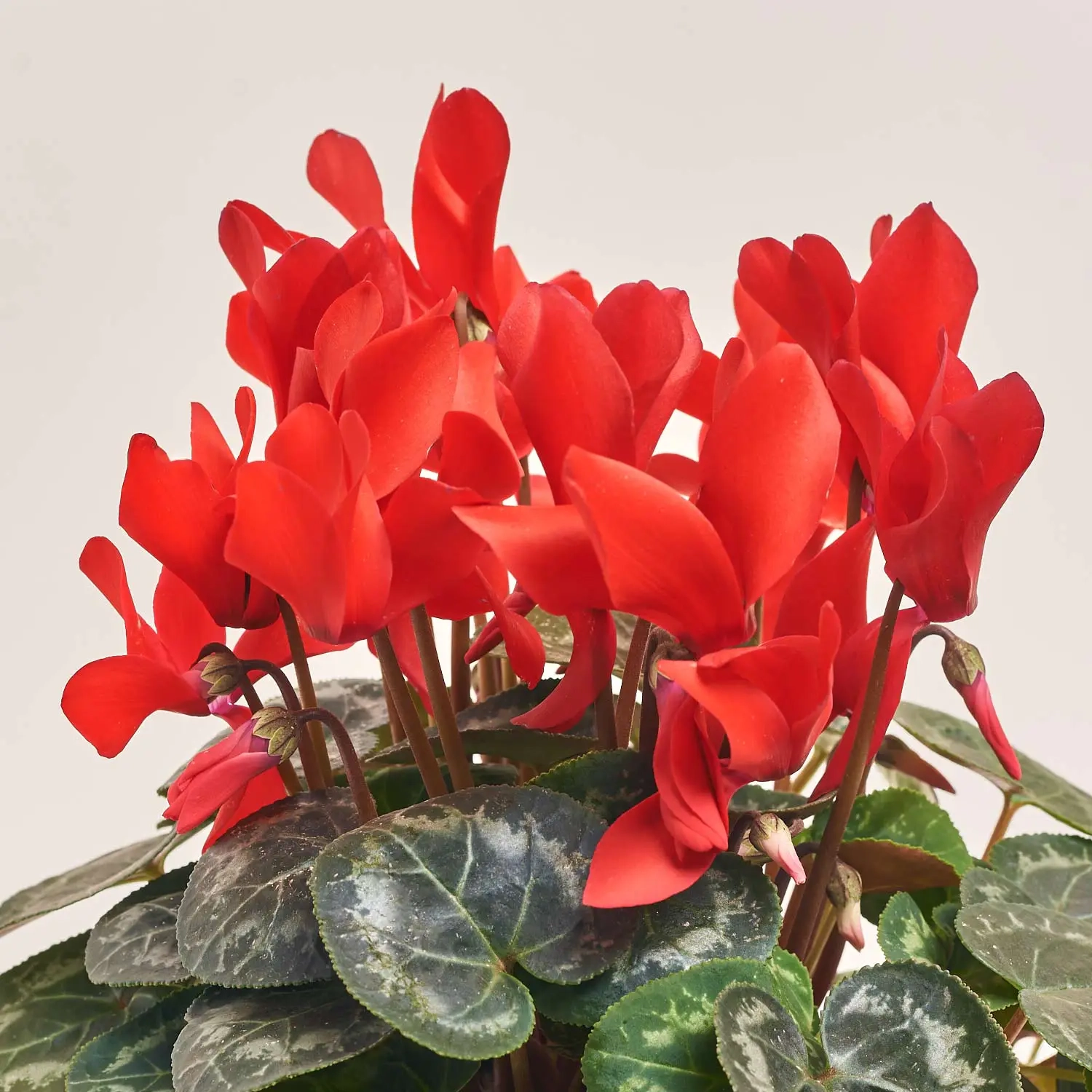 Цикламен та Кашпо Сет 221, артикул: 53342 Зображення товару Цикламен та Кашпо Сет 221, артикул: 53342