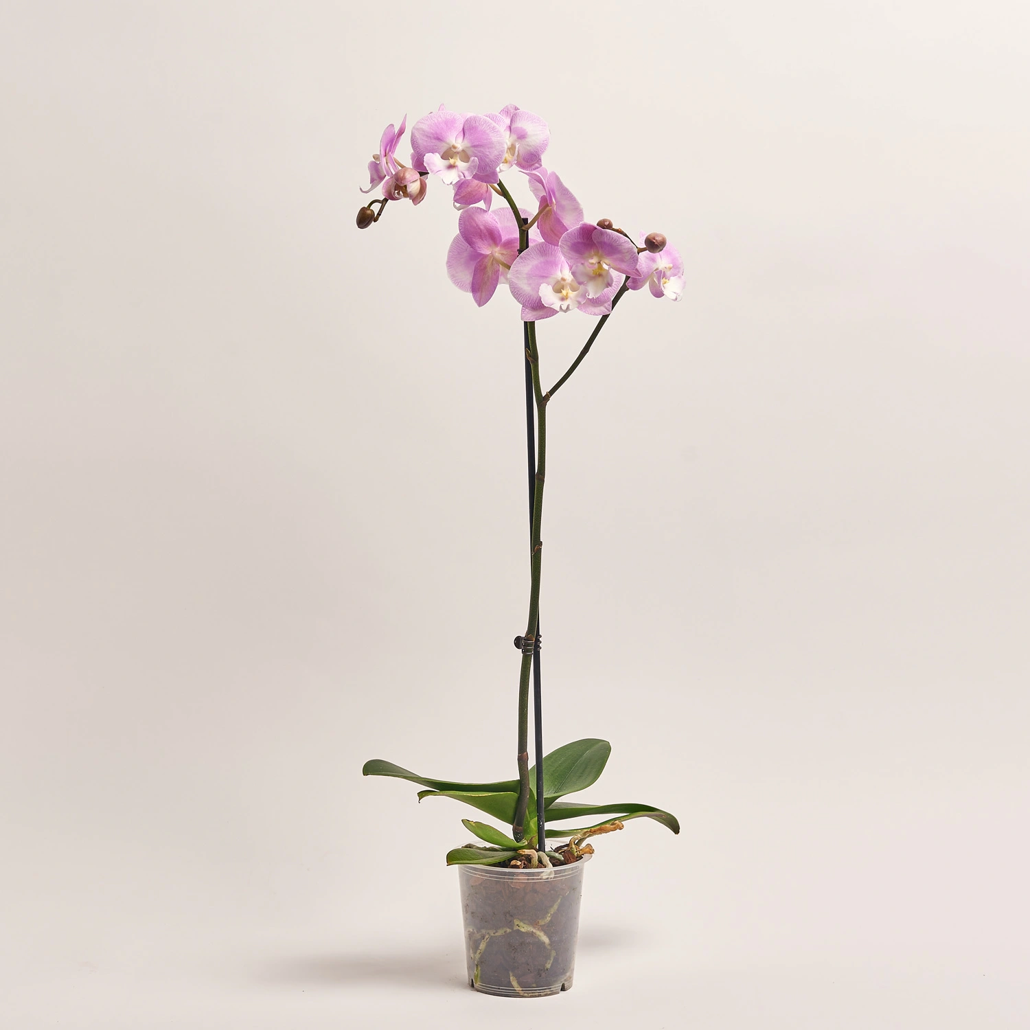 Зображення товару Фаленопсис 1ст. мікс, артикул: 18850