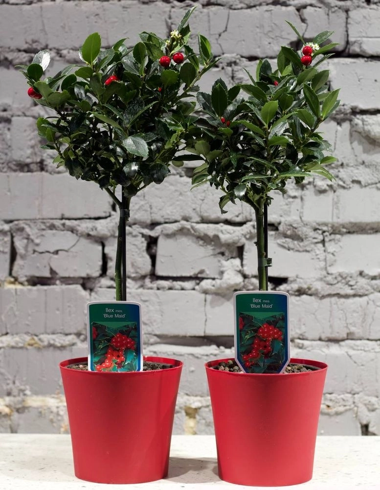 Ілекс Вертицилата, артикул: 22575 Зображення товару Ілекс Вертицилата, артикул: 22575