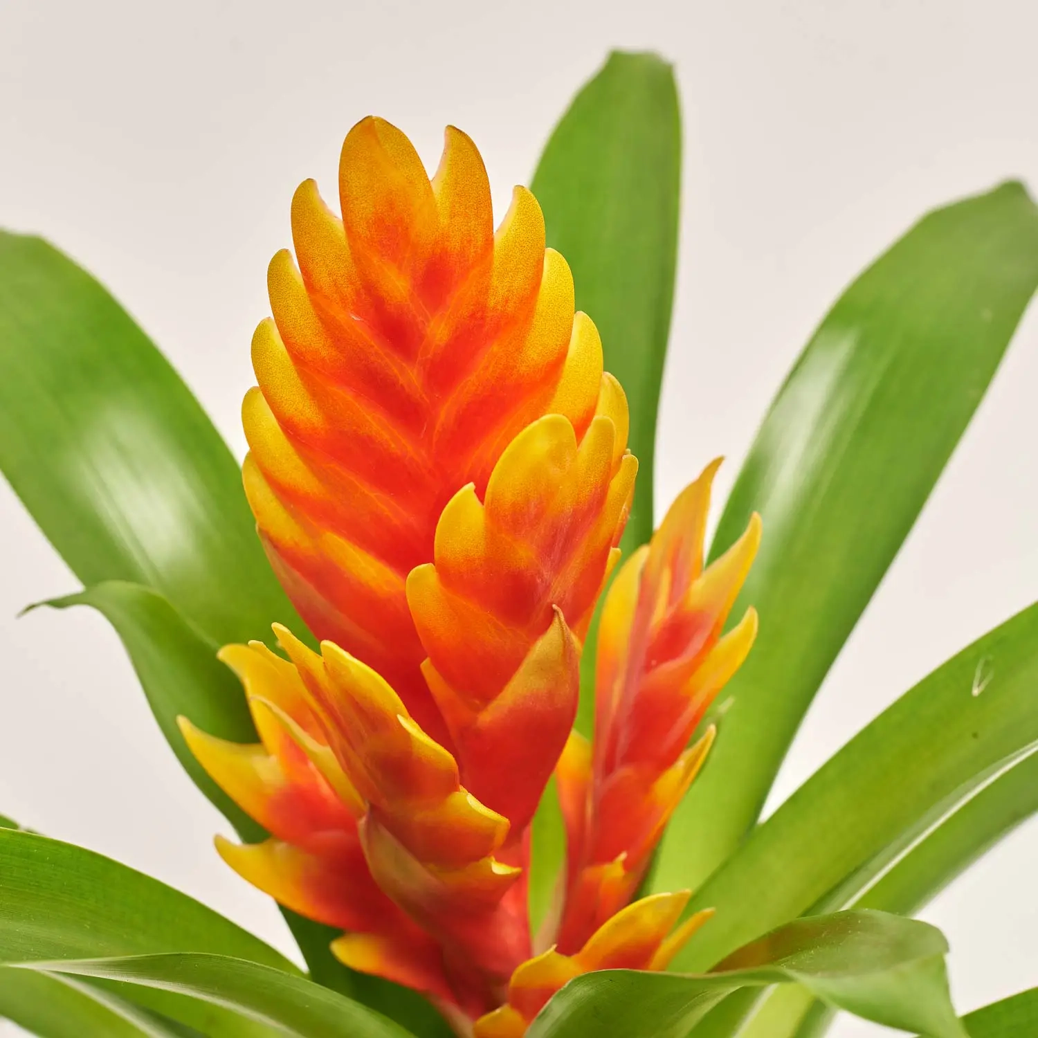 Врієзія Інтенсо Епрікот, артикул: 52204 Зображення товару Врієзія Інтенсо Епрікот, артикул: 52204