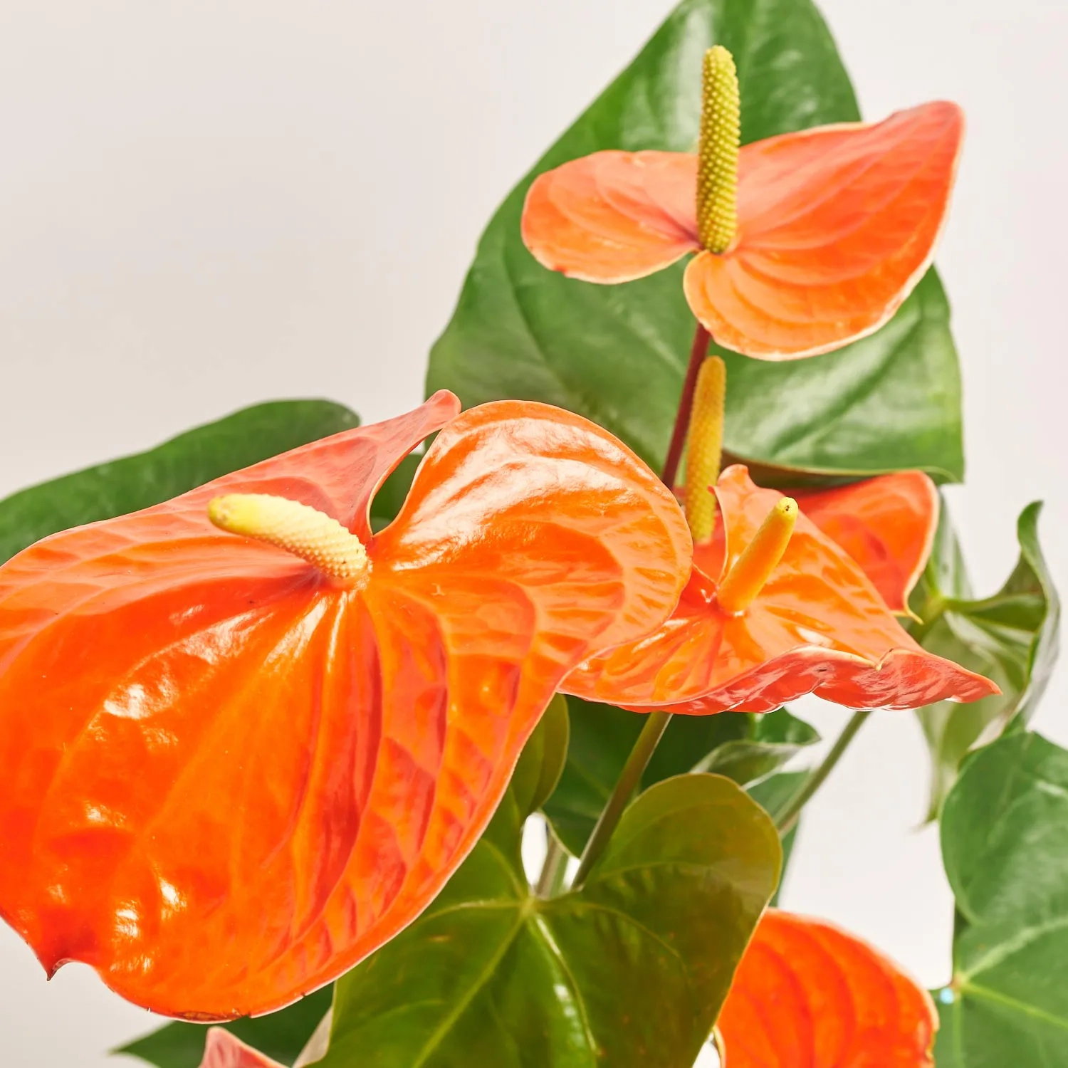 Зображення товару Антуріум Небраска, артикул: 57097