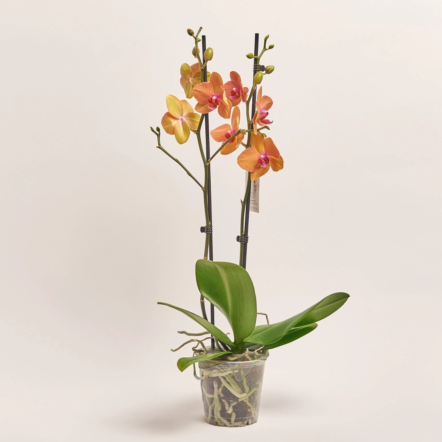 Зображення товару Фаленопсис 2ст. мікс, артикул: 19290