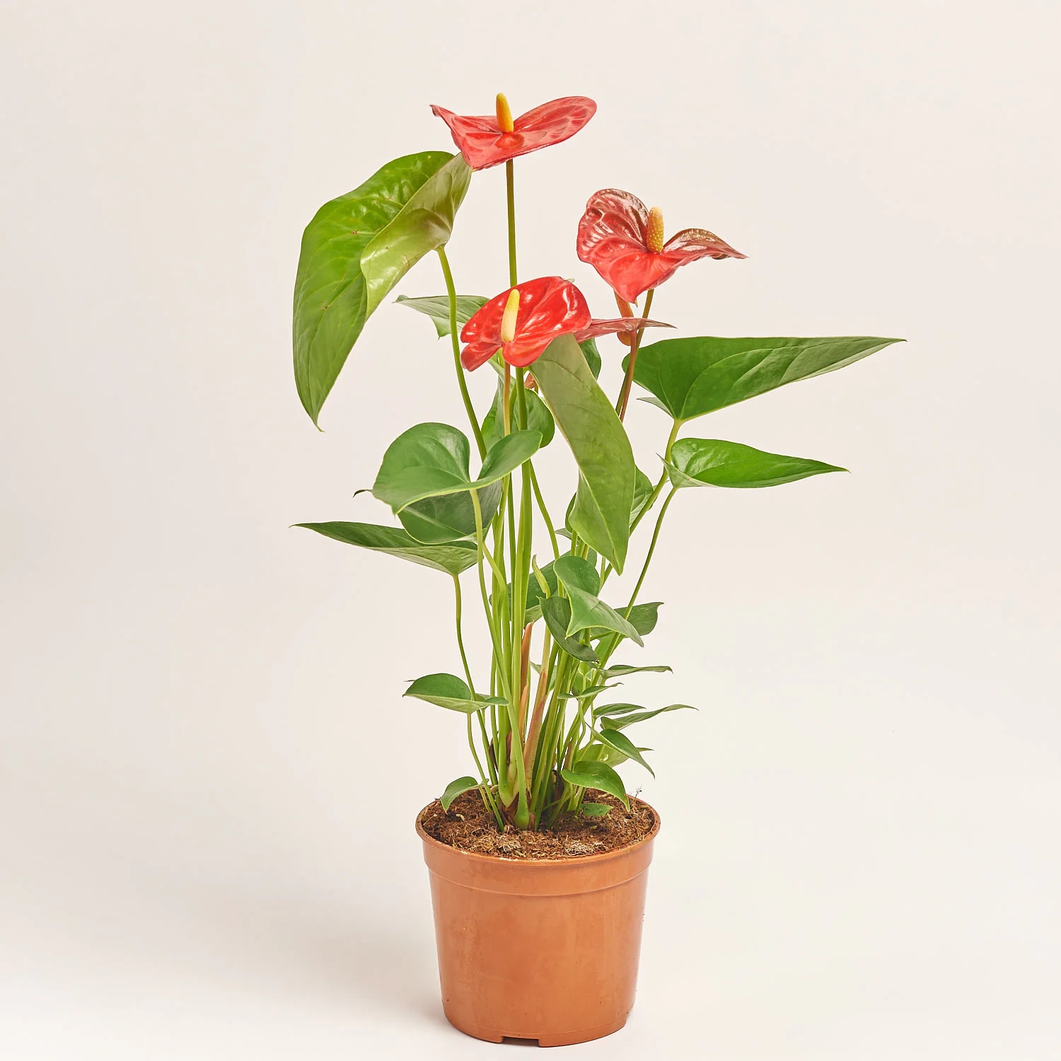 Зображення товару Антуріум Джамбо Ред, артикул: 56674