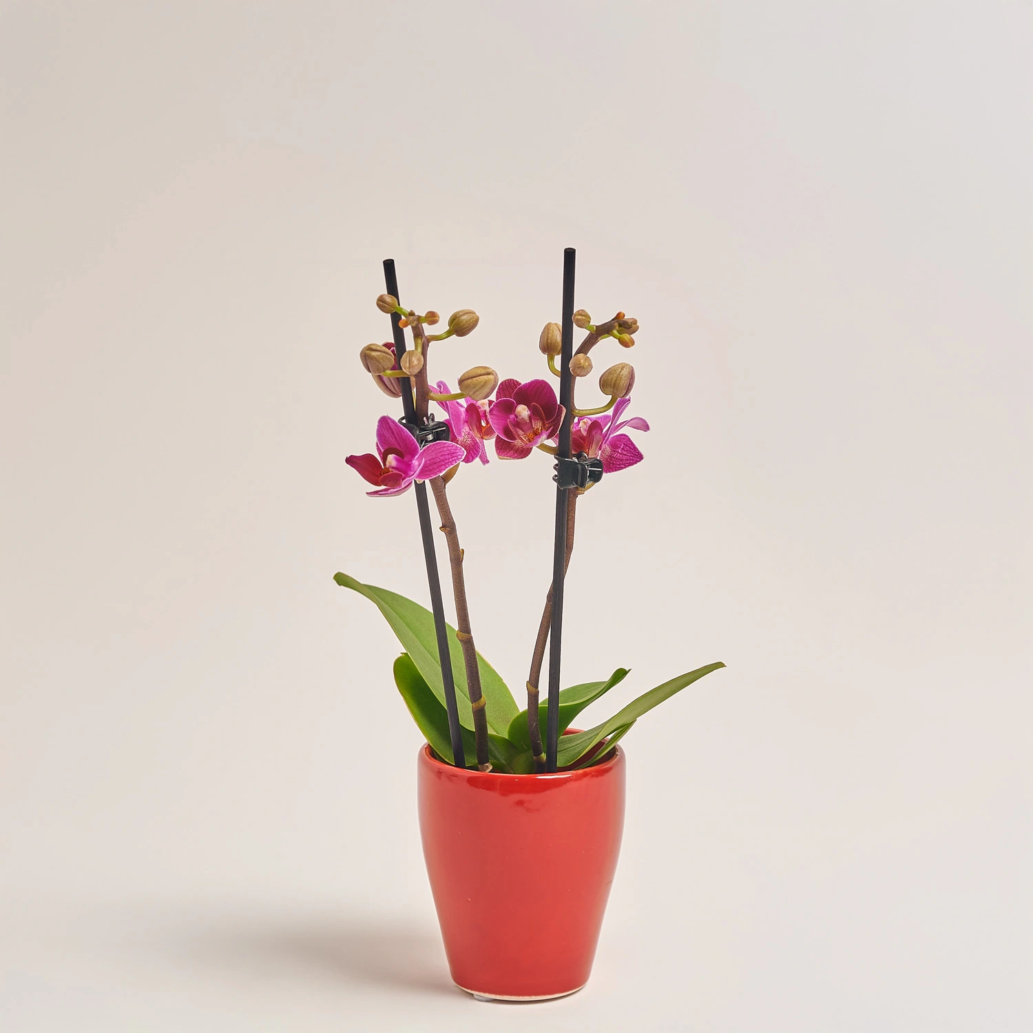 Зображення товару Фаленопсис міні в кер. 2ст., артикул: 18851