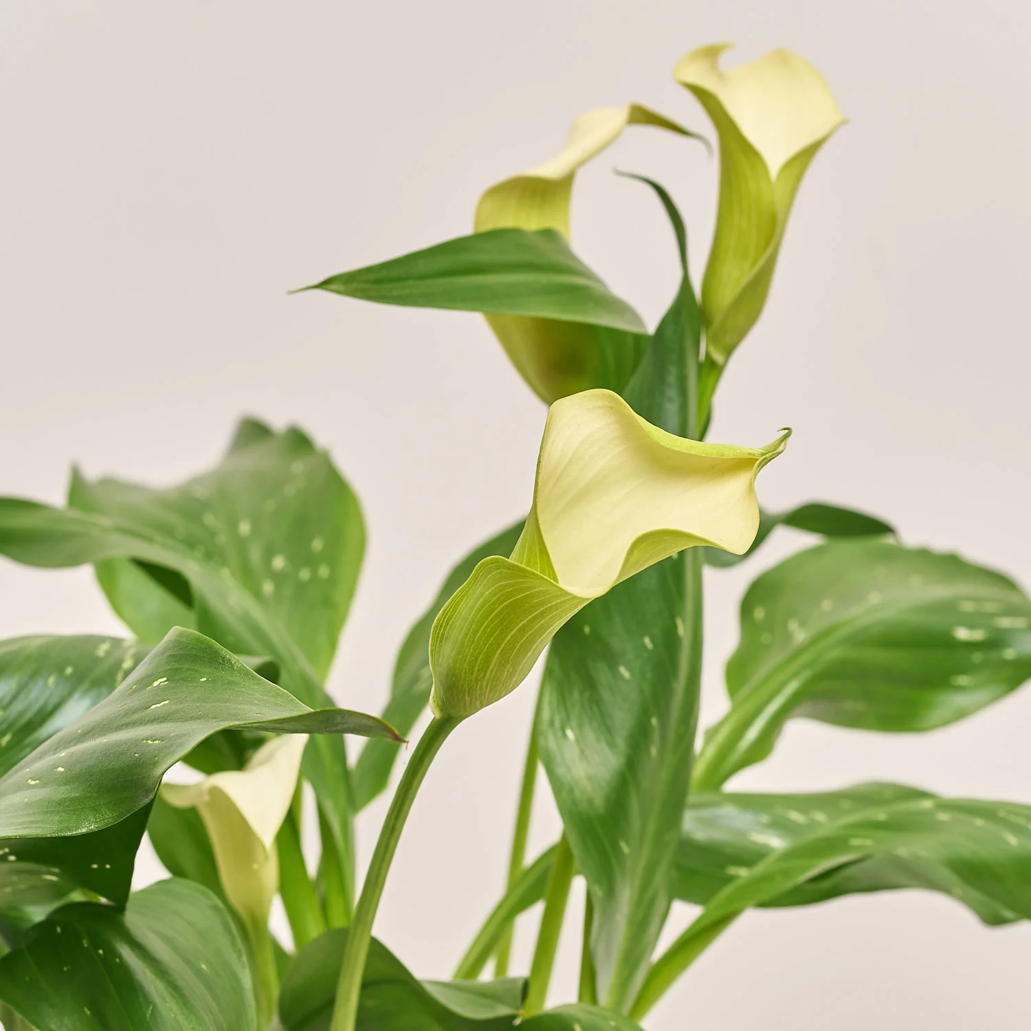 Зображення товару Зантедескія мікс, артикул: 23609