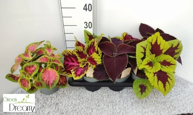 Зображення товару Плектантус мікс, артикул: 57442