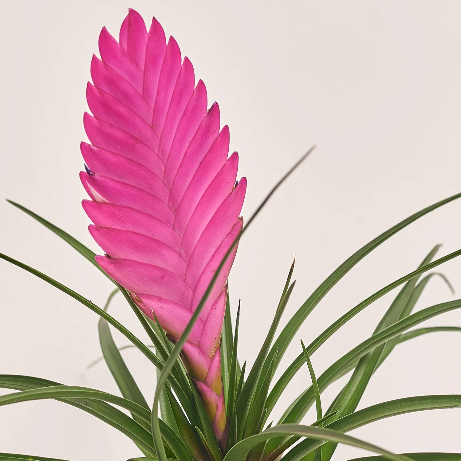 Тілландсія мікс, артикул: 52845 Зображення товару Тілландсія мікс, артикул: 52845