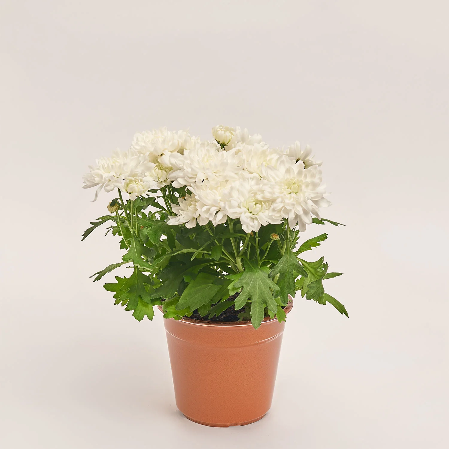 Зображення товару Хризантема Крістал мікс, артикул: 34085