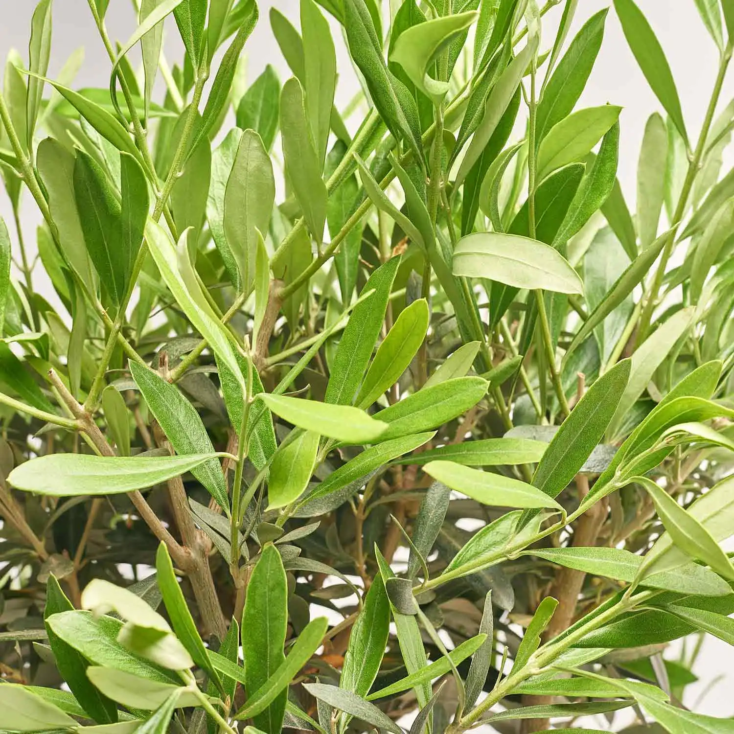 Зображення товару Оливкове дерево штамб., артикул: 56572