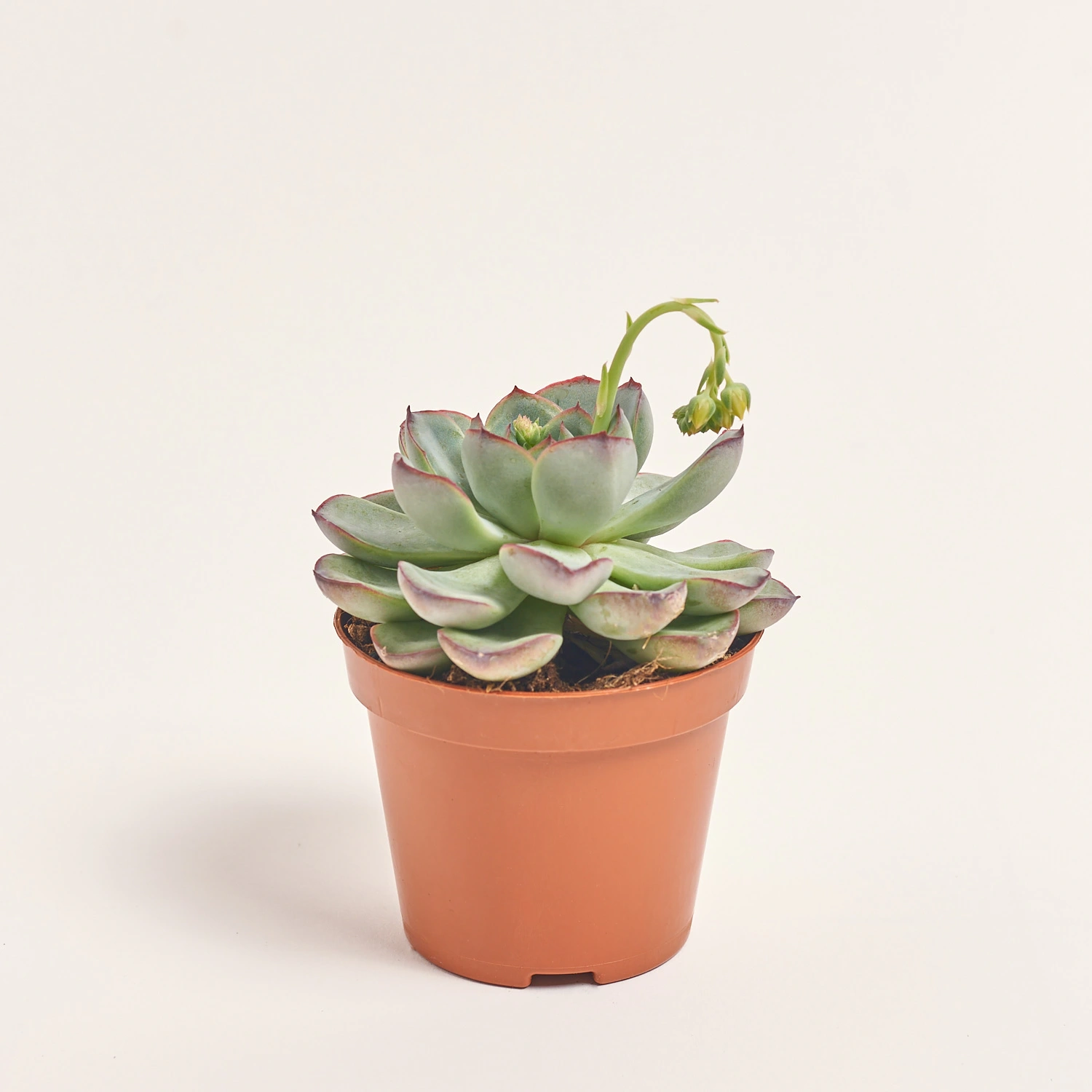 Зображення товару Ехеверія мікс, артикул: 33840