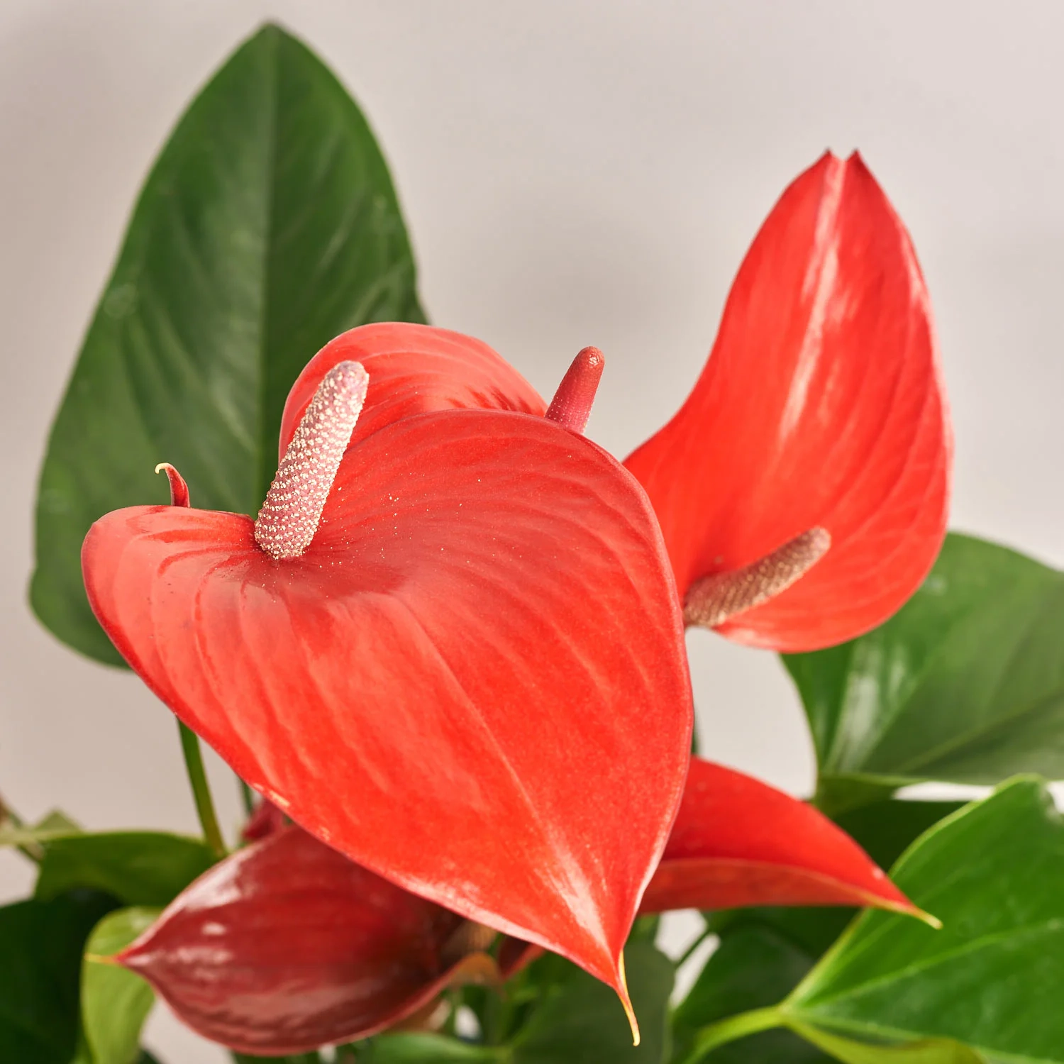 Зображення товару Антуріум Мелодія Ібіс, артикул: 55850