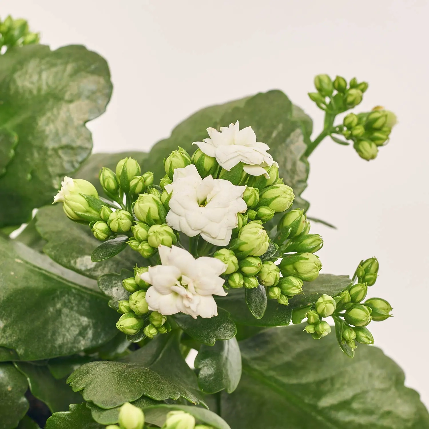 Зображення товару Каланхоє мікс, артикул: 18511