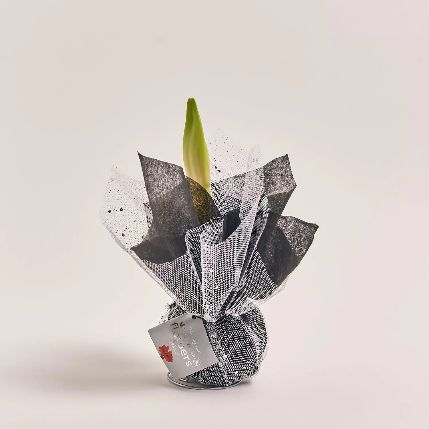 Зображення товару Амариліс мікс у воску, артикул: 54508