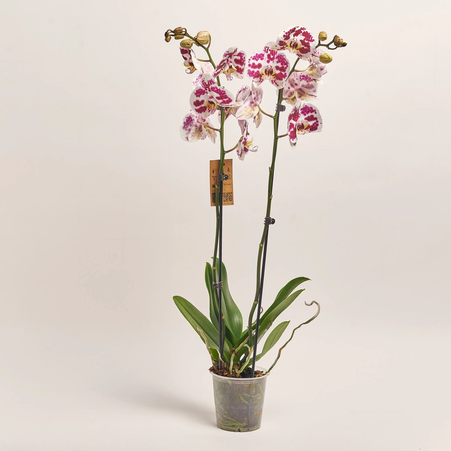 Зображення товару Фаленопсис 2ст. мікс, артикул: 18519