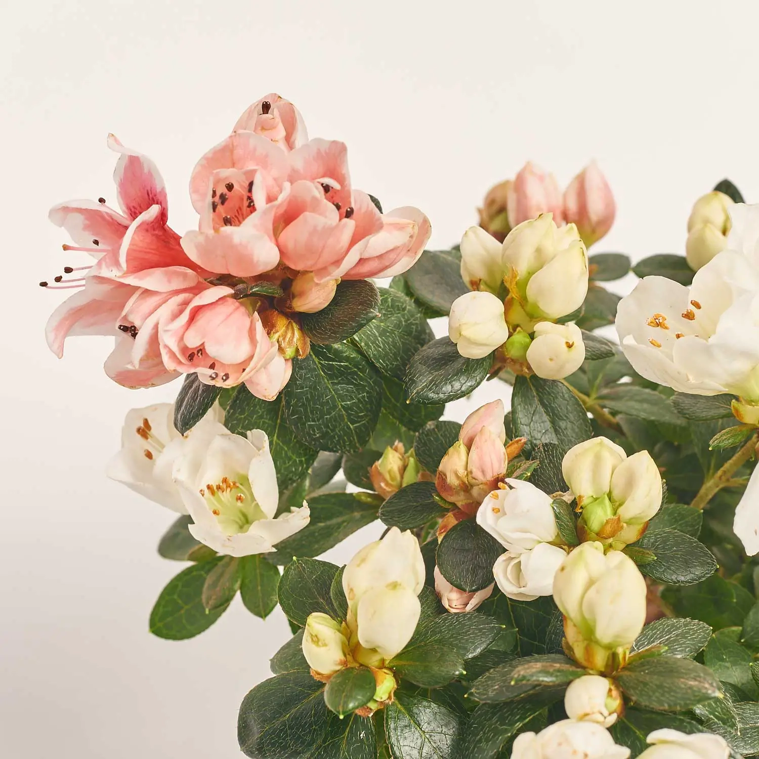 Зображення товару Азалія мікс, артикул: 57113