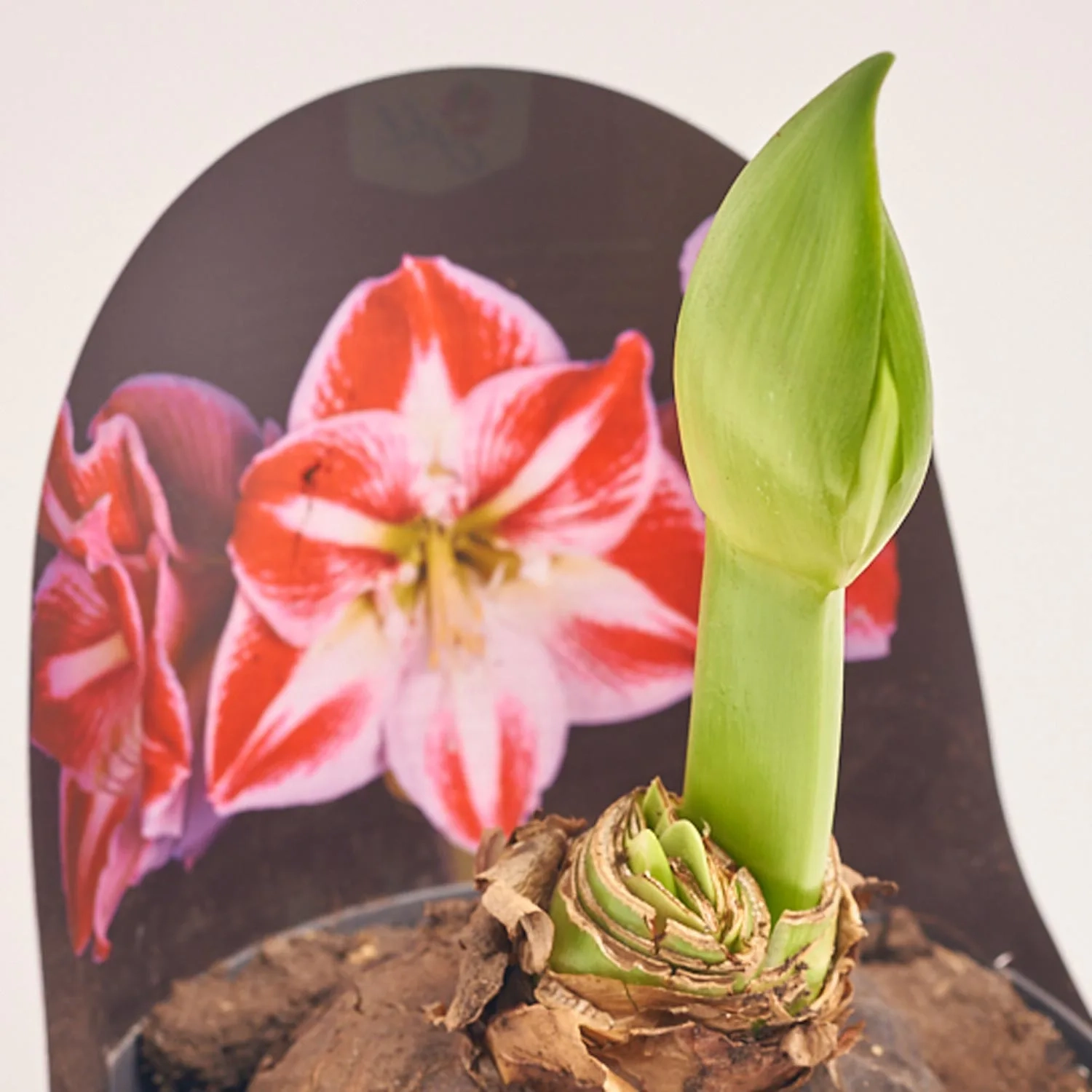 Амариліс Спартакус, артикул: 56044 Зображення товару Амариліс Спартакус, артикул: 56044