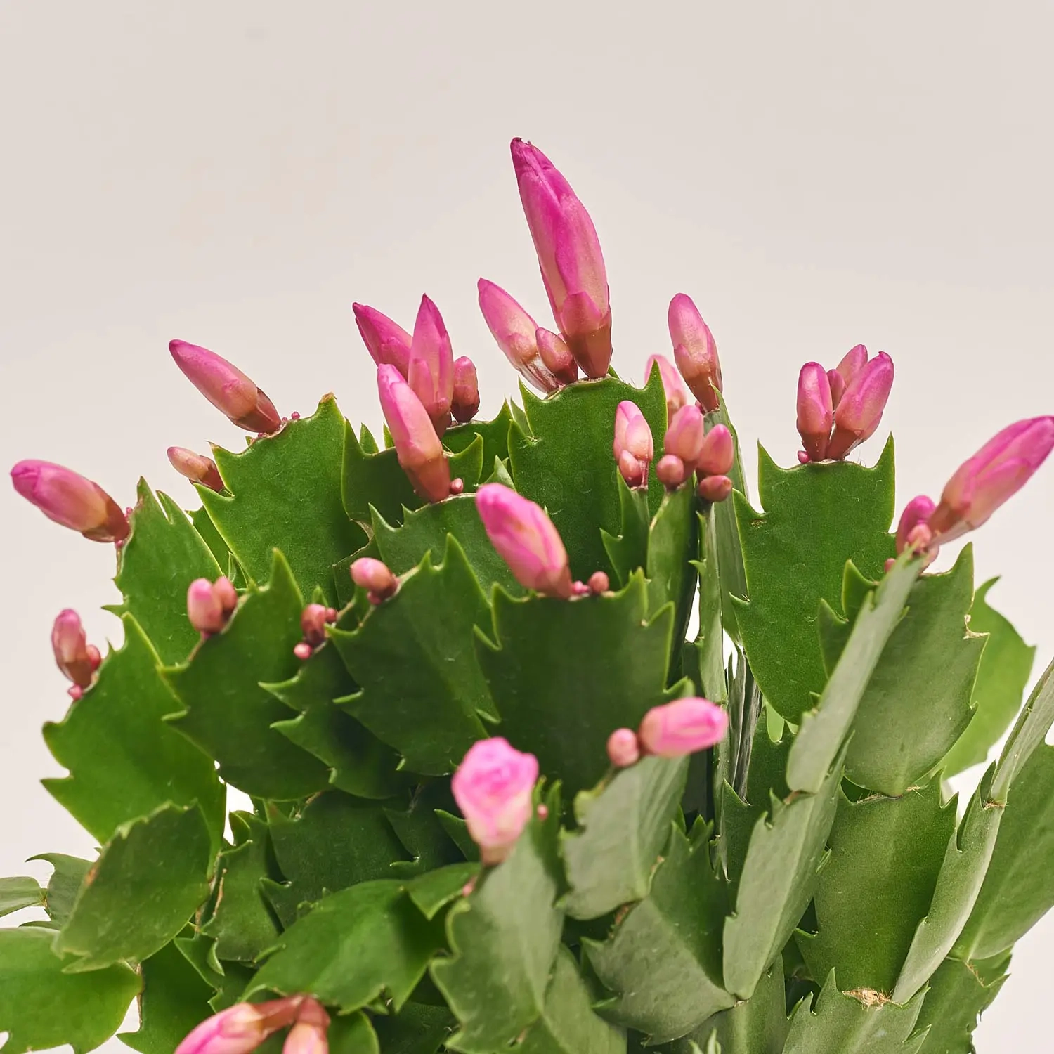 Зображення товару Шлюмбергера мікс, артикул: 42391