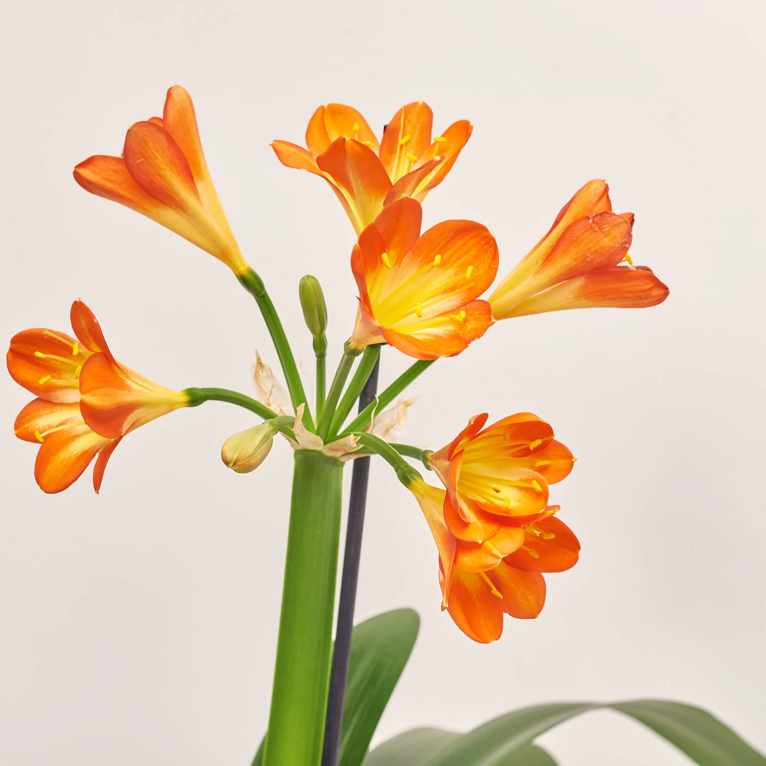 Зображення товару Клівія Мініата, артикул: 1260