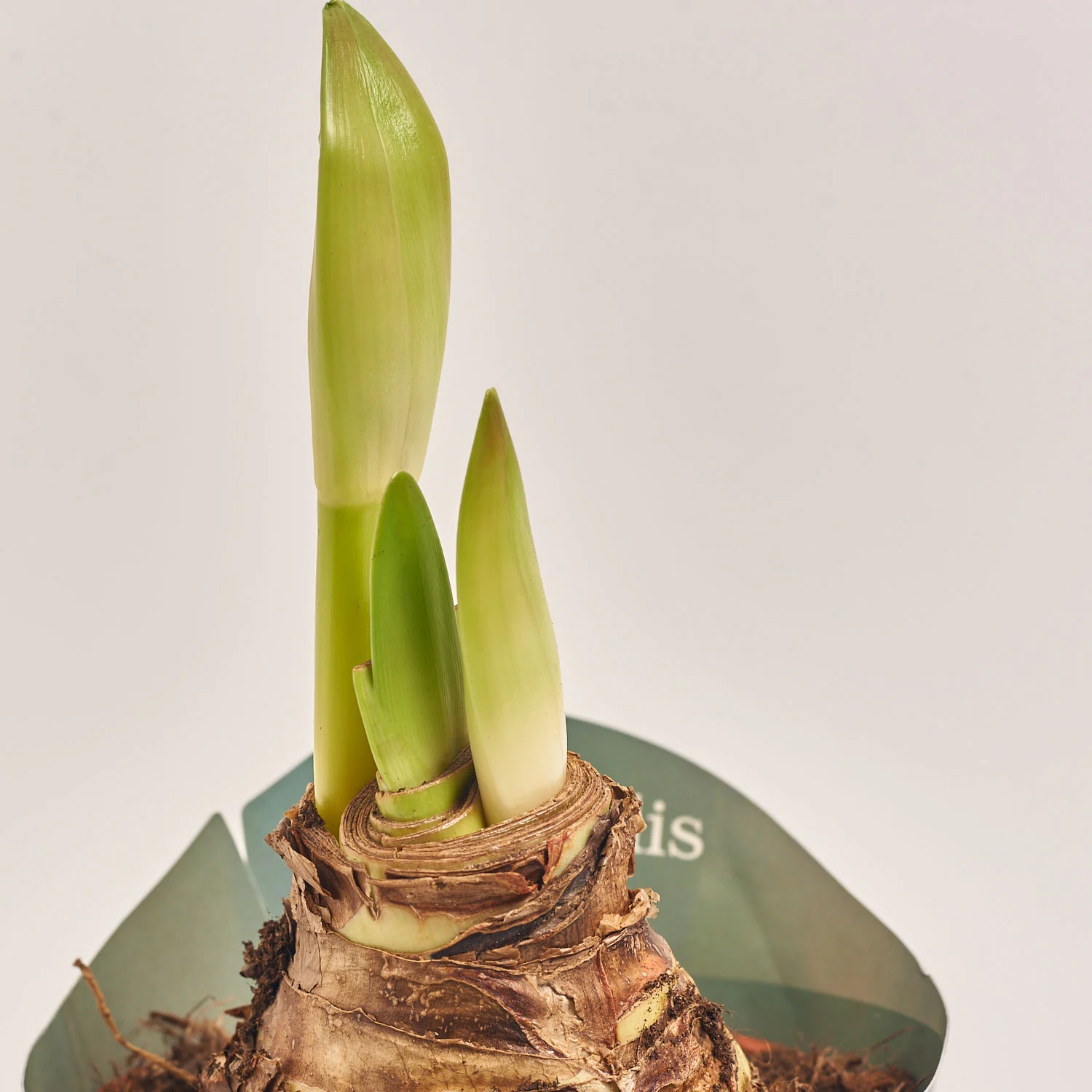 Зображення товару Амариліс мікс, артикул: 54989