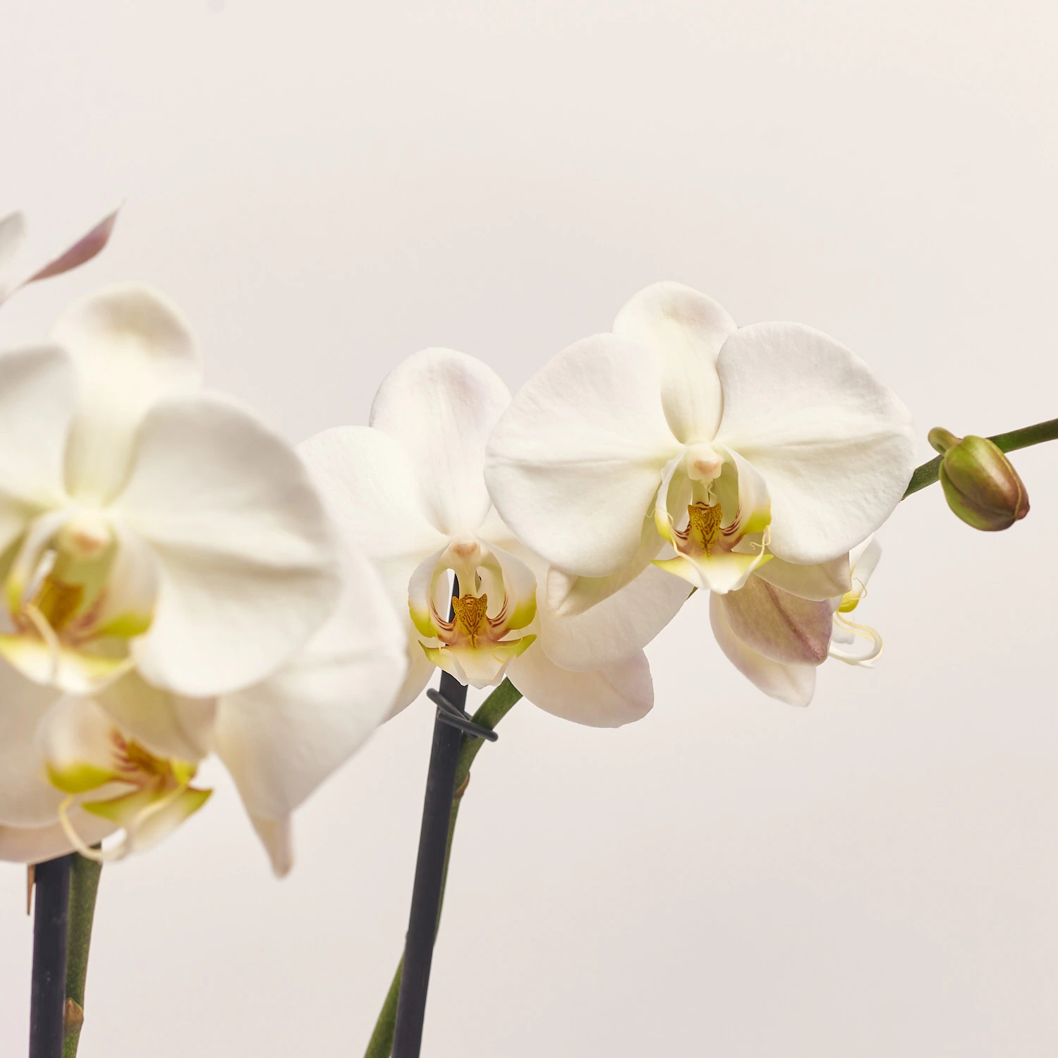 Зображення товару Фаленопсис Гранді №15 2ст. білий, артикул: 37481