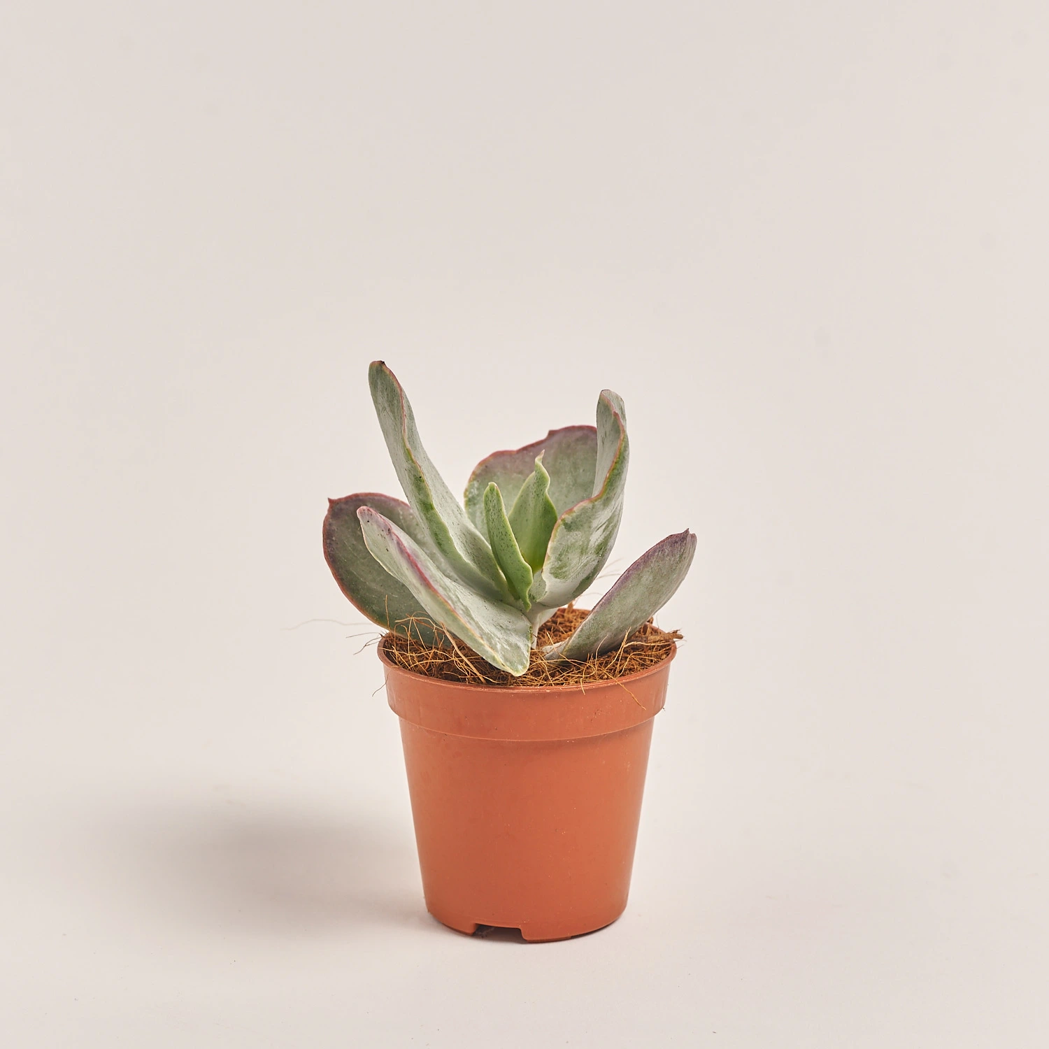 Зображення товару Сукулент мікс, артикул: 39954