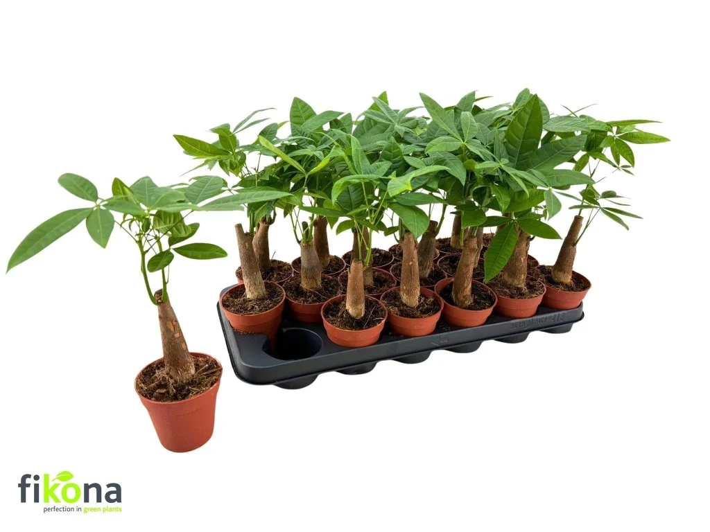 Зображення товару Пахіра Акватіка, артикул: 56853