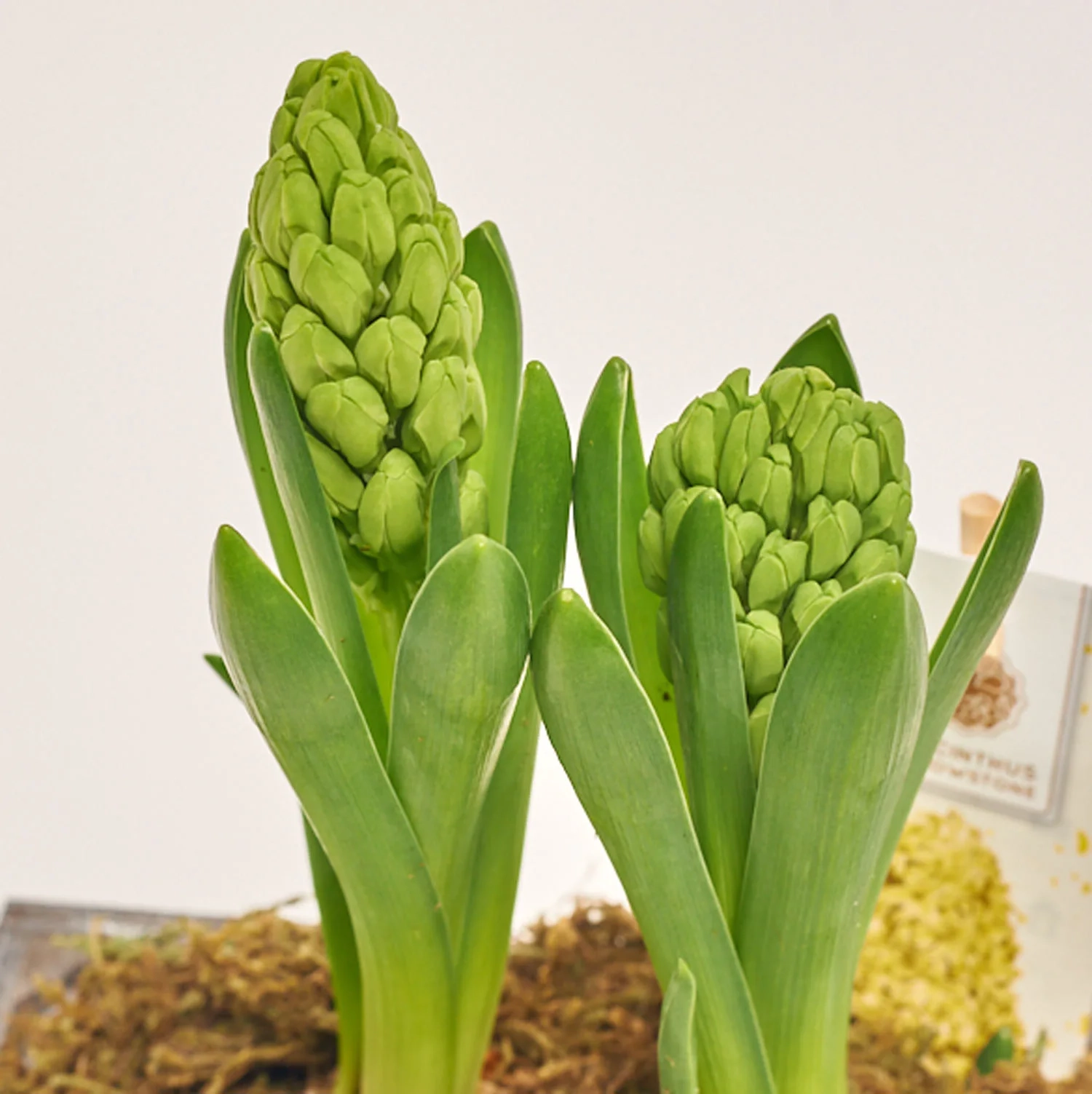 Зображення товару Гіацинт мікс у дерев. кашпо, артикул: 56038