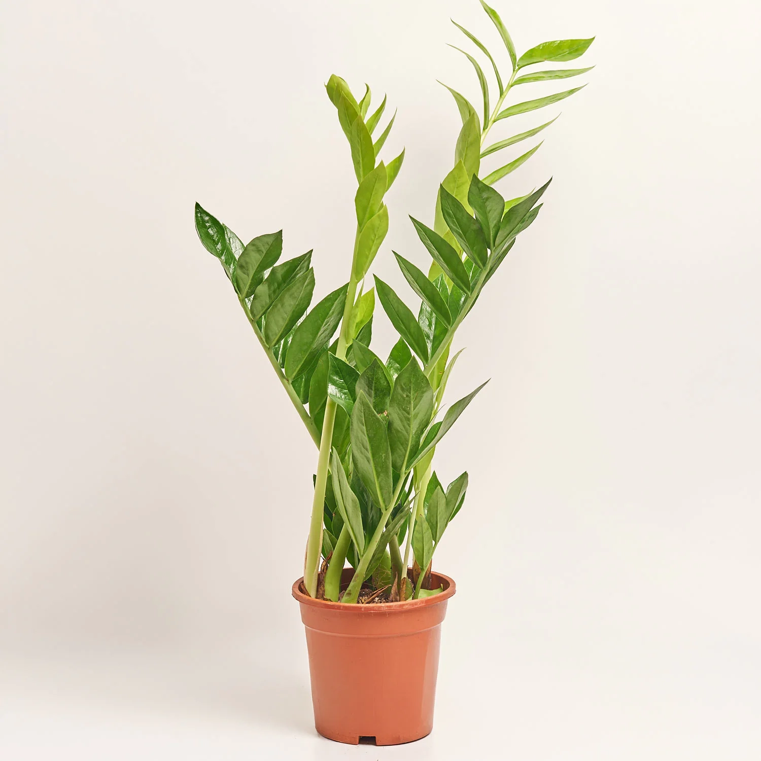 Зображення товару Заміокулькас Піксі 5ст., артикул: 56389