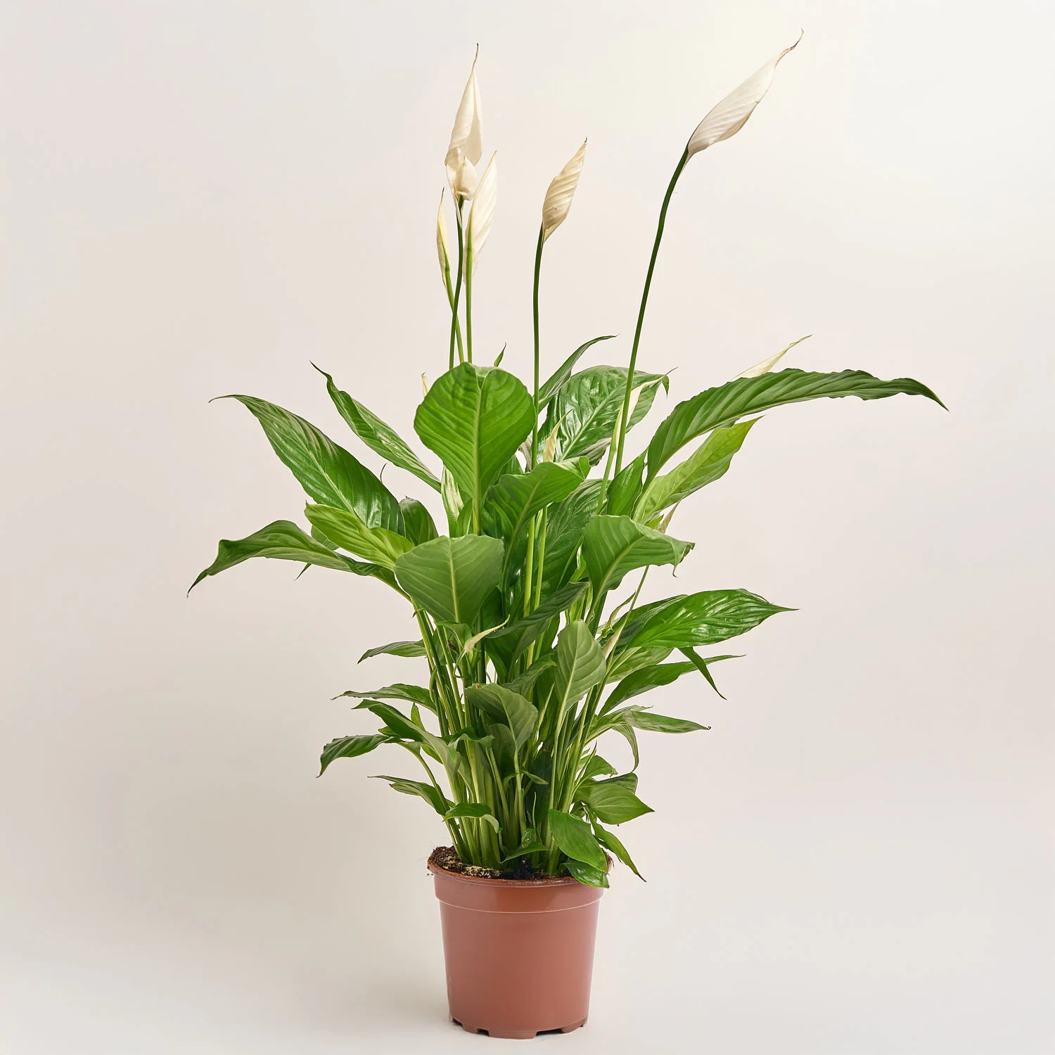 Зображення товару Спатифіллум Вівальді, артикул: 52805