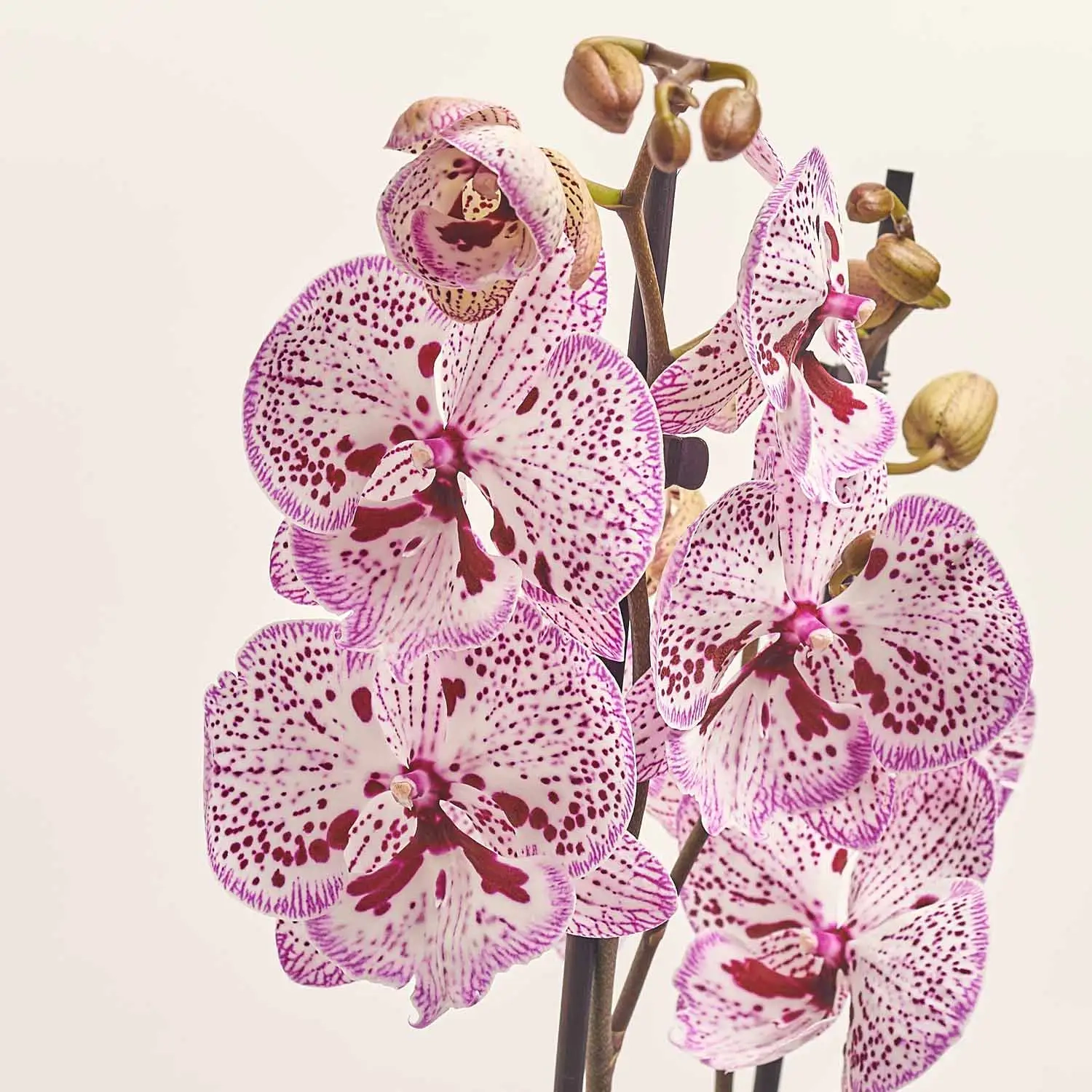 Зображення товару Фаленопсис 2ст. мікс, артикул: 19290