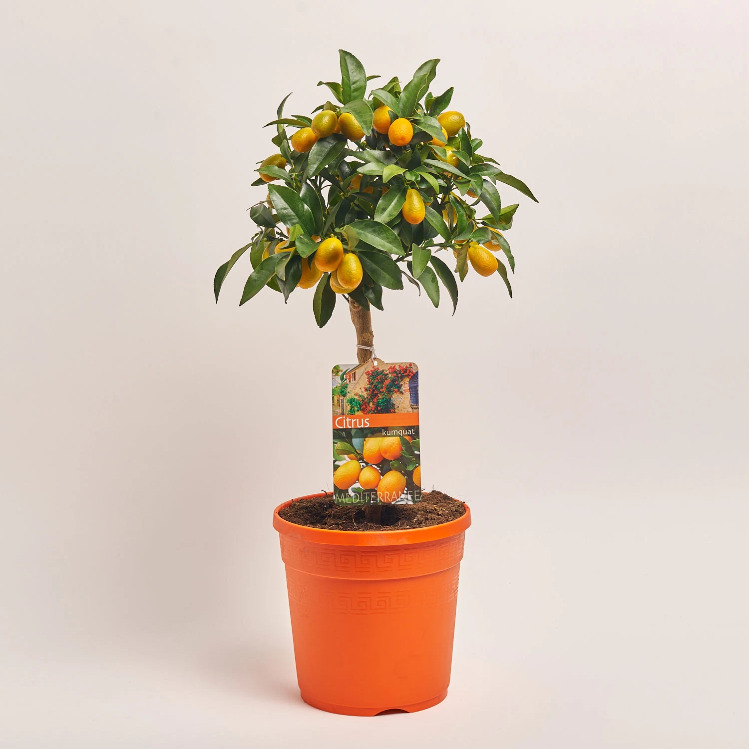Зображення товару Цитрофортунелла Маргаріта кумкват, артикул: 36443