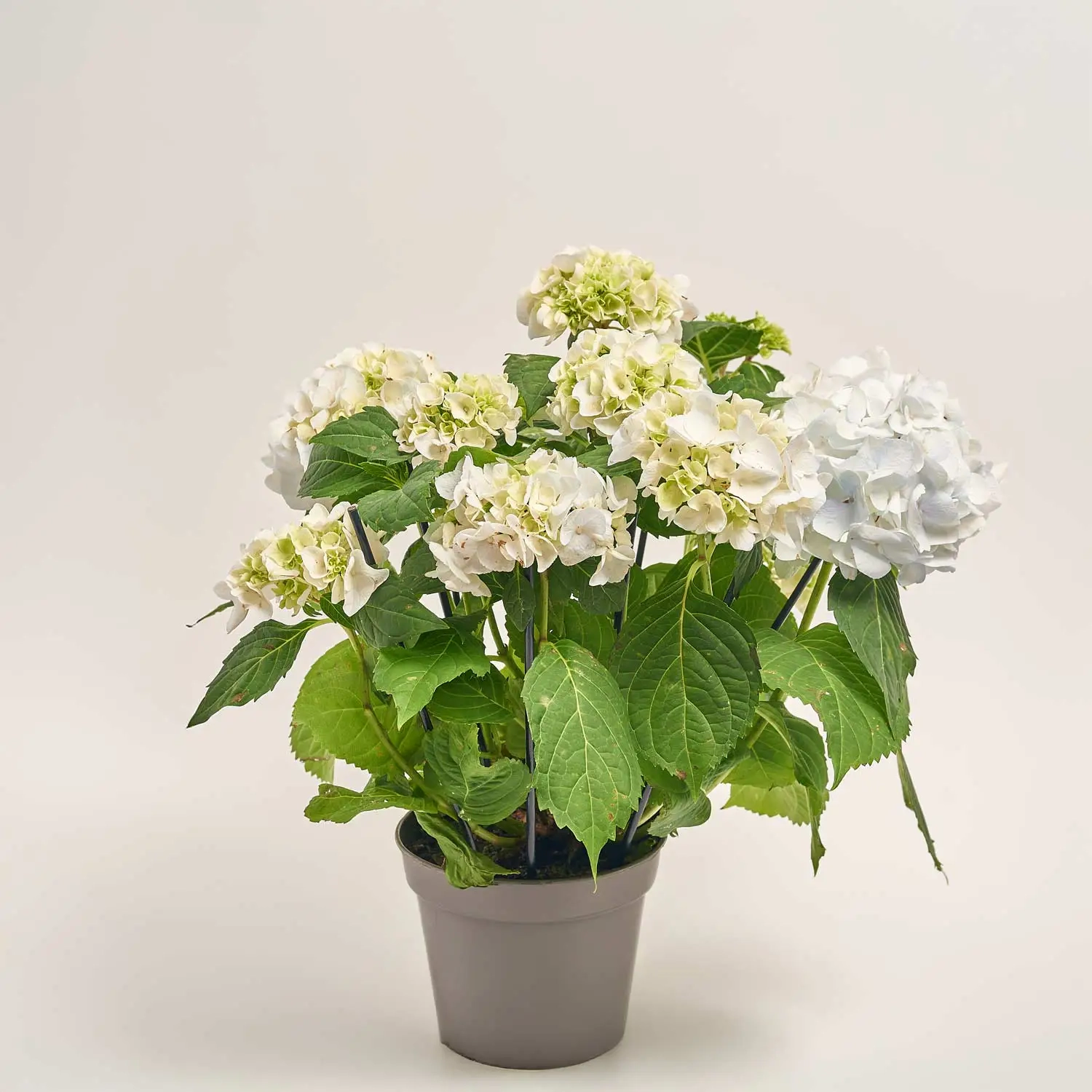 Гортензія блакитна 9ст., артикул: 39637 Зображення товару Гортензія блакитна 9ст., артикул: 39637