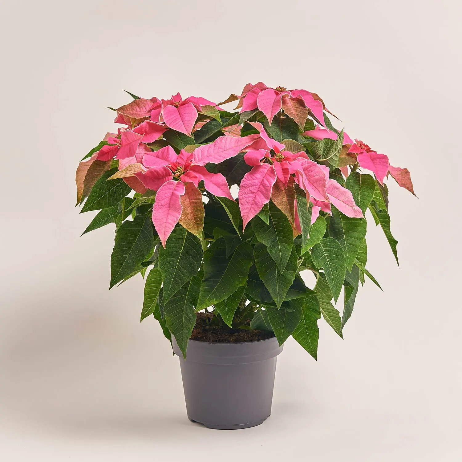 Зображення товару Пуансетія мікс, артикул: 53273