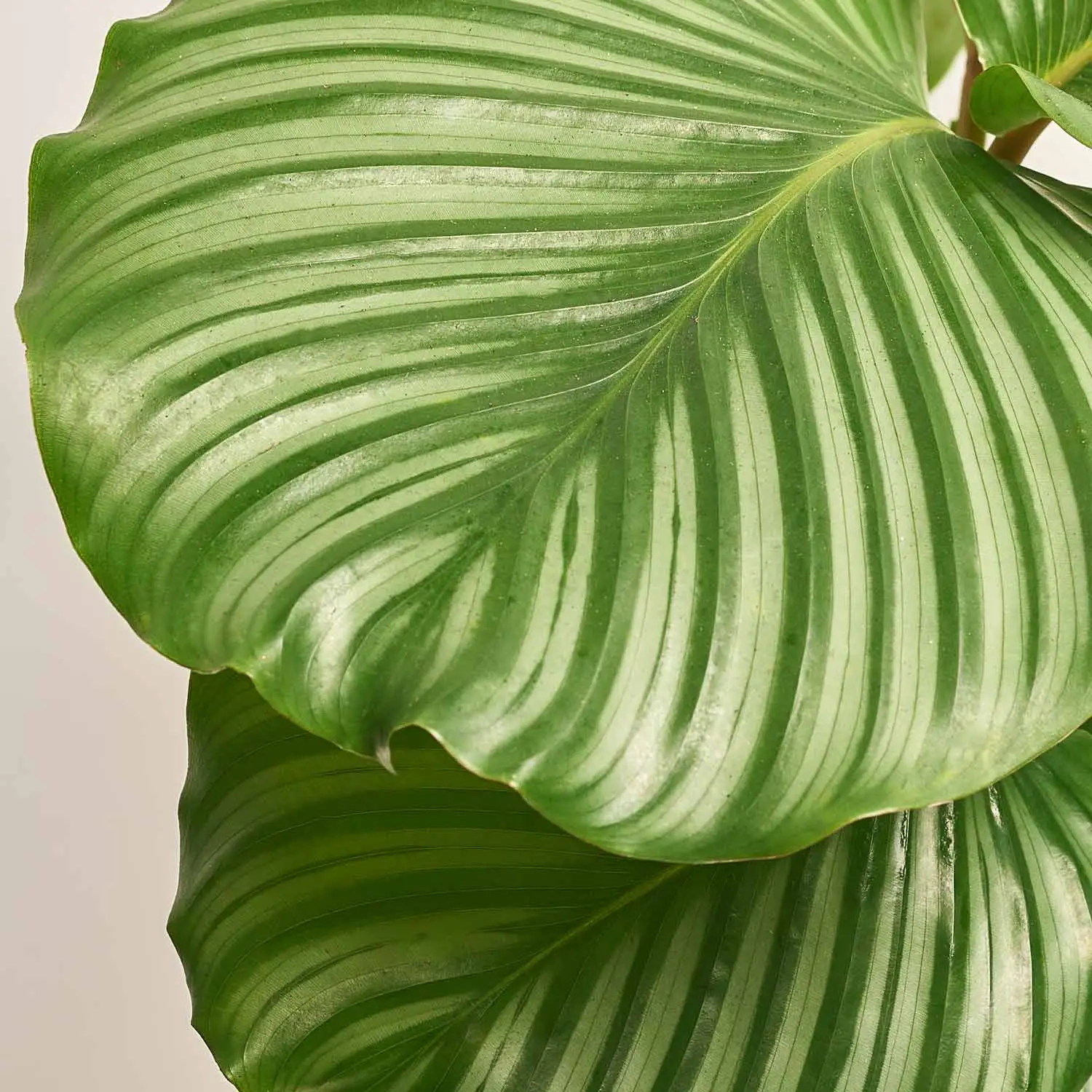 Зображення товару Калатея мікс, артикул: 21494