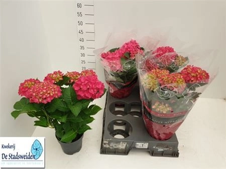 Зображення товару Гортензія рожева 5ст., артикул: 15465