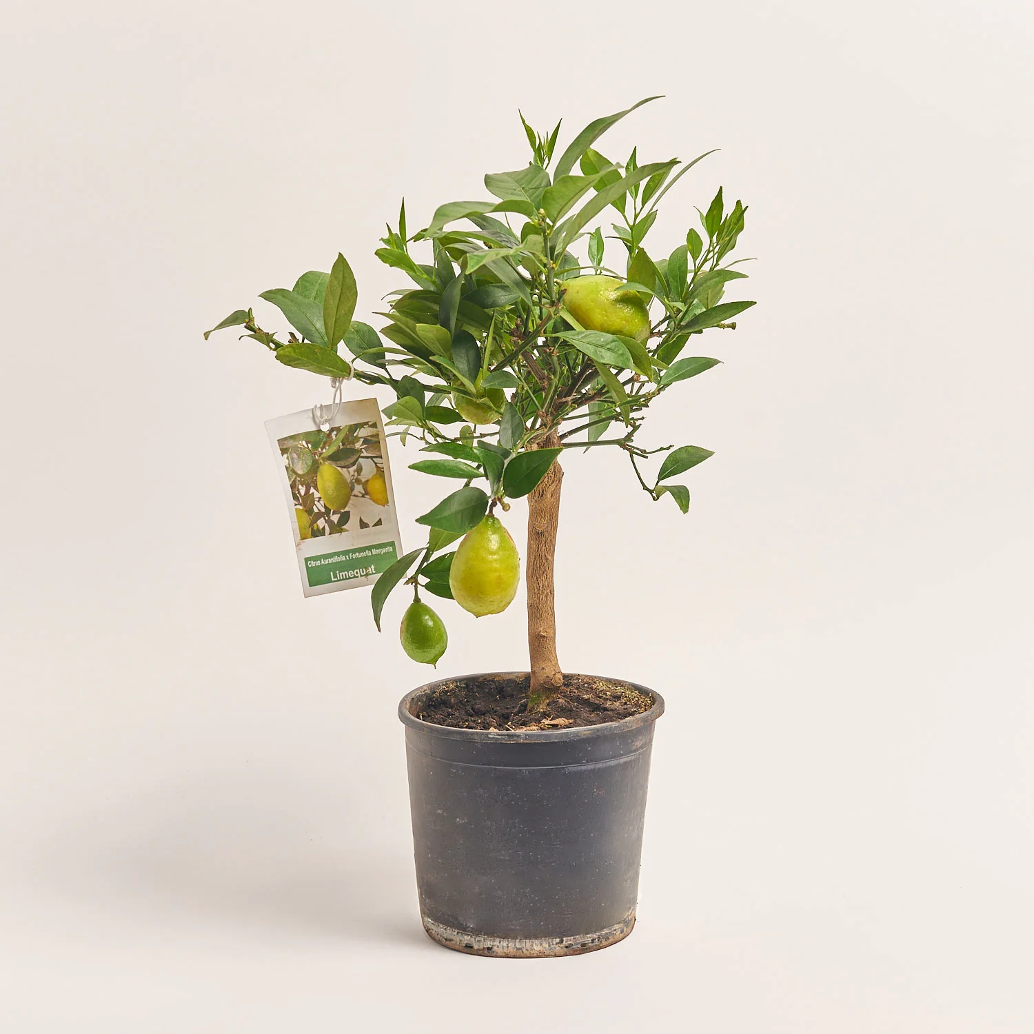 Зображення товару Цитрофортунелла мікрокарпа, артикул: 35706