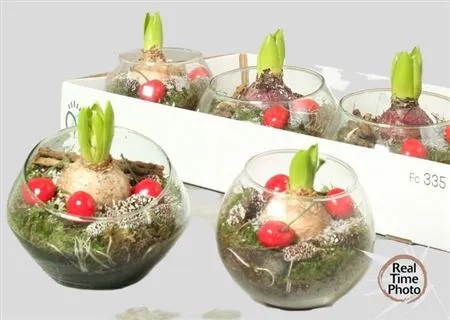 Зображення товару Композиція Гіацинт у склі, артикул: 53753