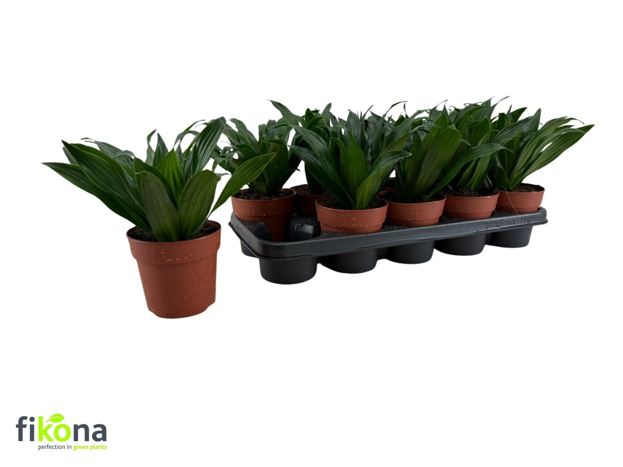 Зображення товару Драцена Фраг Компакта 1ст., артикул: 57434