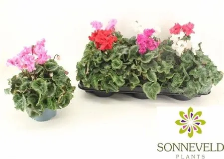 Зображення товару Цикламен Кріспіно, артикул: 52847