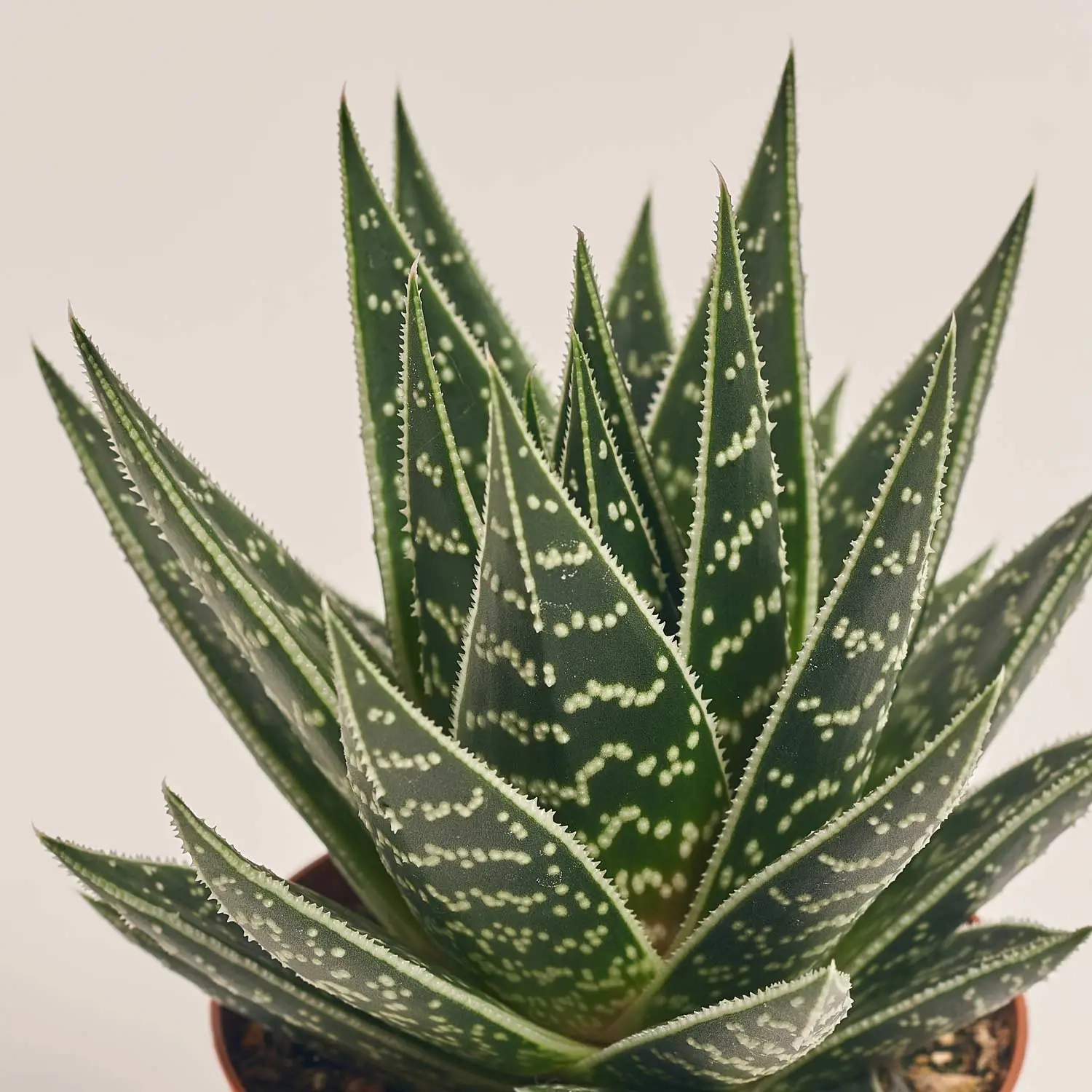 Алоє Тікі Тахі, артикул: 19287 Зображення товару Алоє Тікі Тахі, артикул: 19287